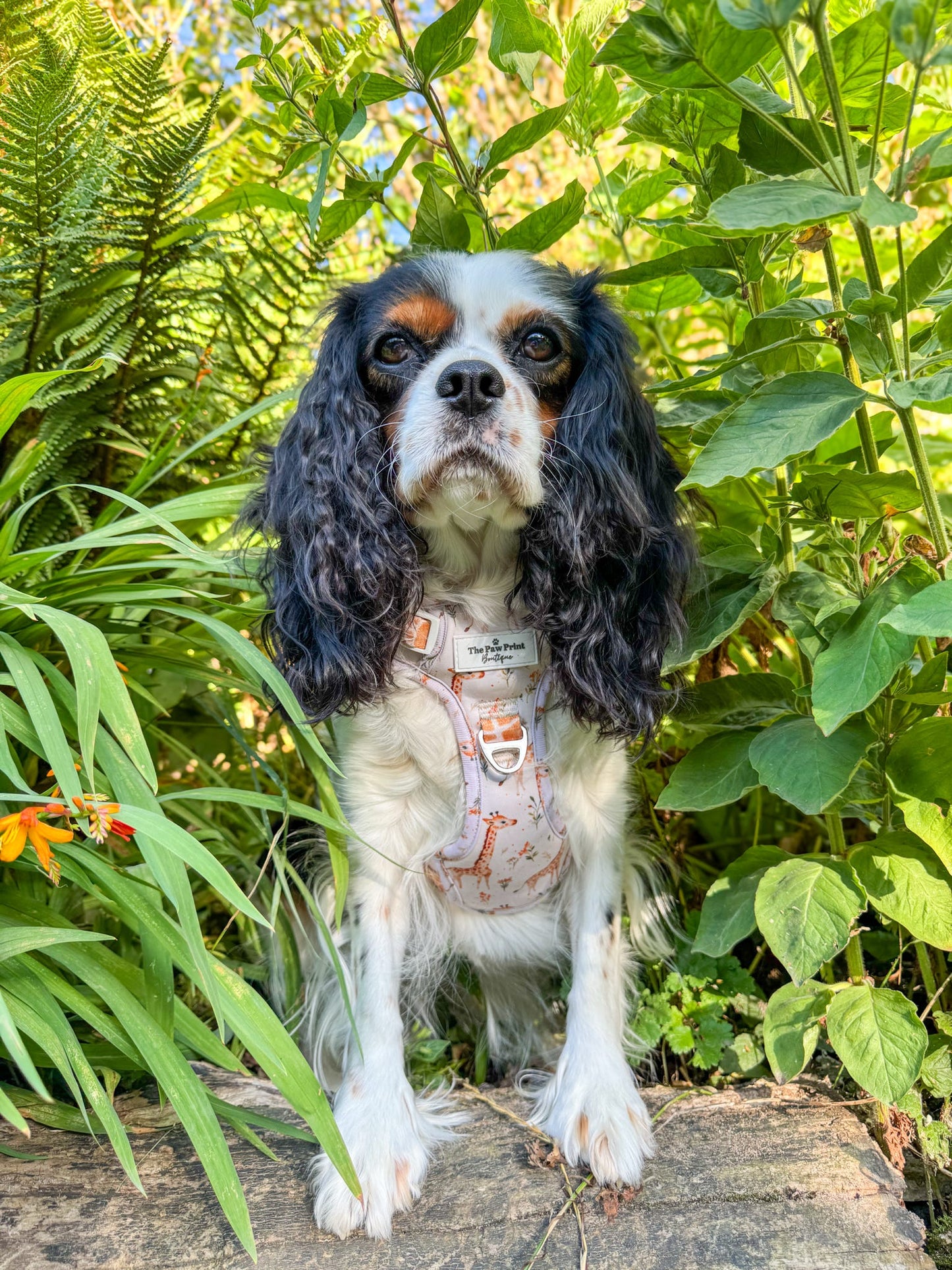 The Graceful Giraffe Adventure Paws Harness
