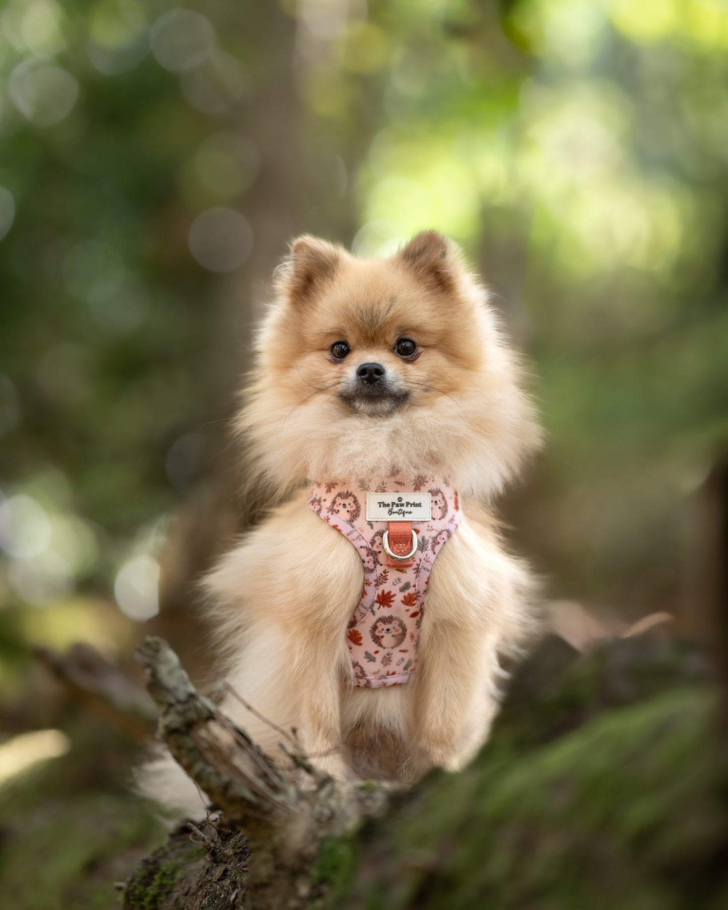 Spike the Hedgehog Adjustable Harness