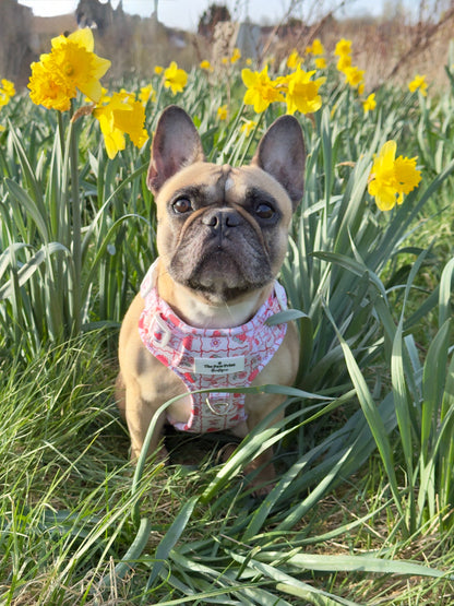 The Bows & Berries Adventure Paws Harness