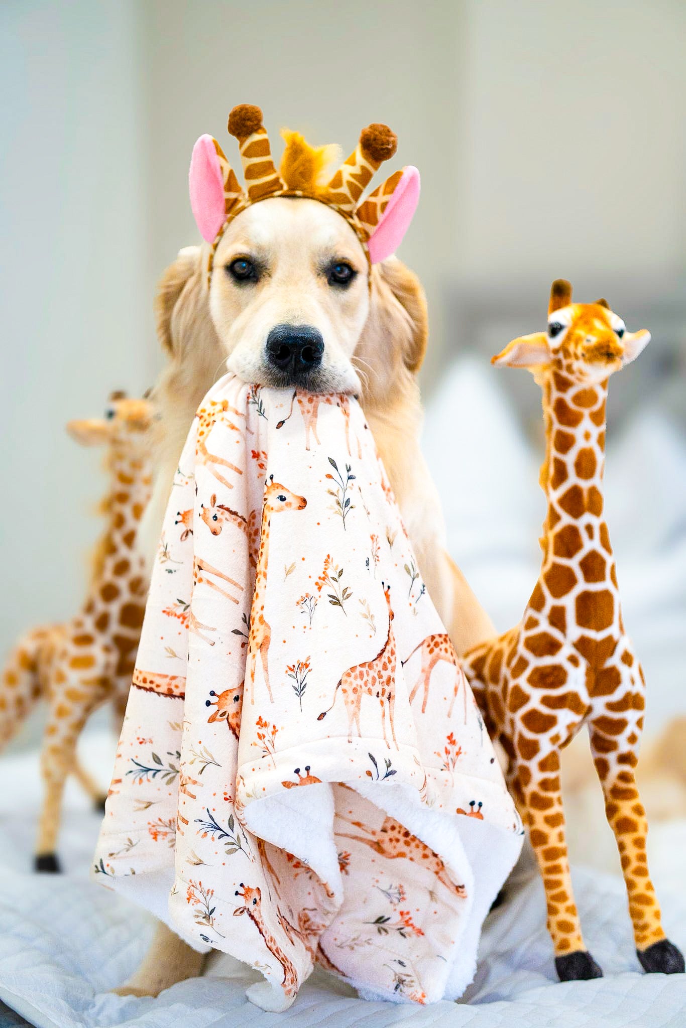 The Graceful Giraffe Dog Blanket