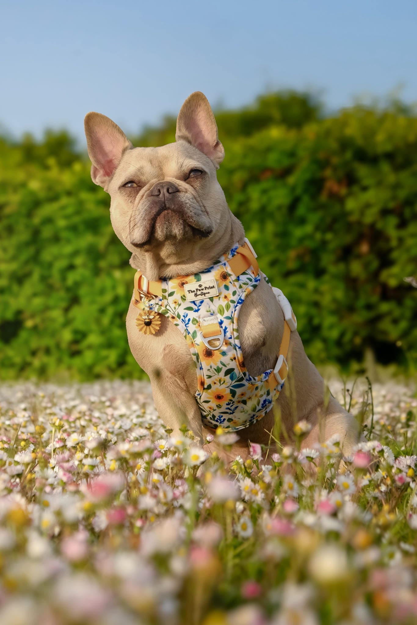 Sunny Sunflowers Adventure Paws Harness