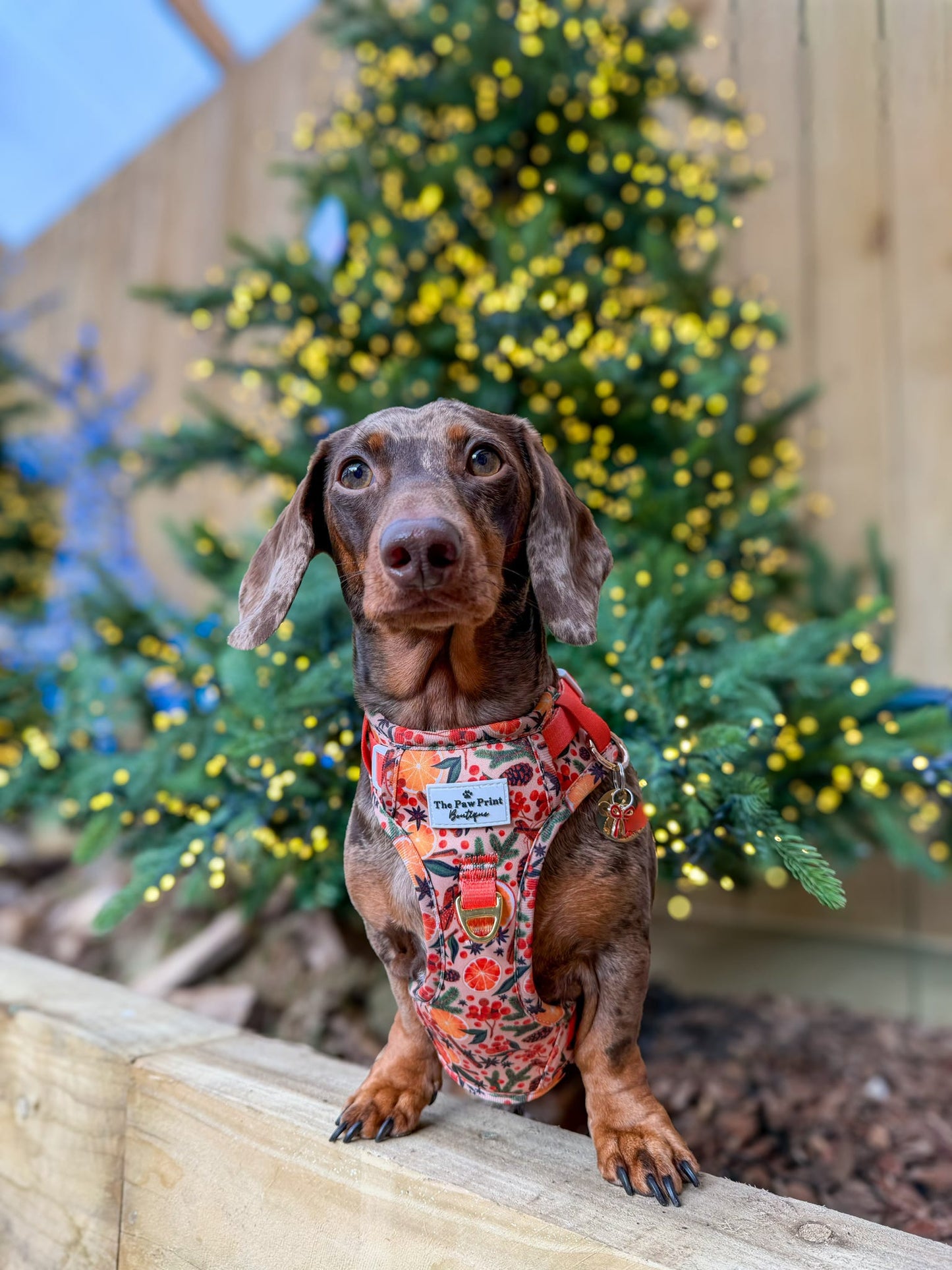 Winter Scents Adventure Paws Harness