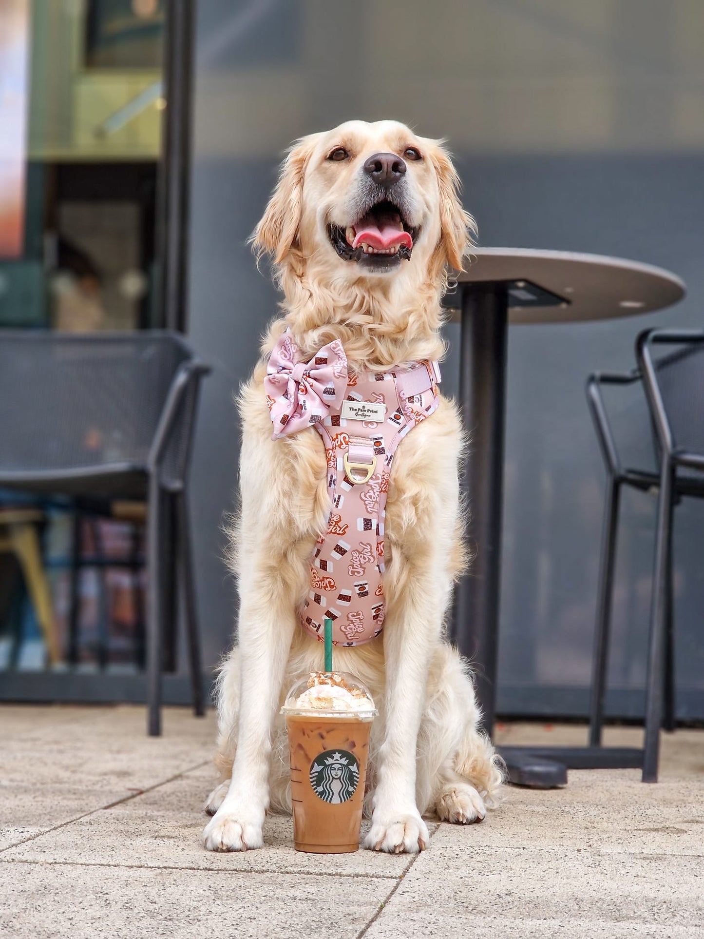 Spice Girl Adventure Paws Harness