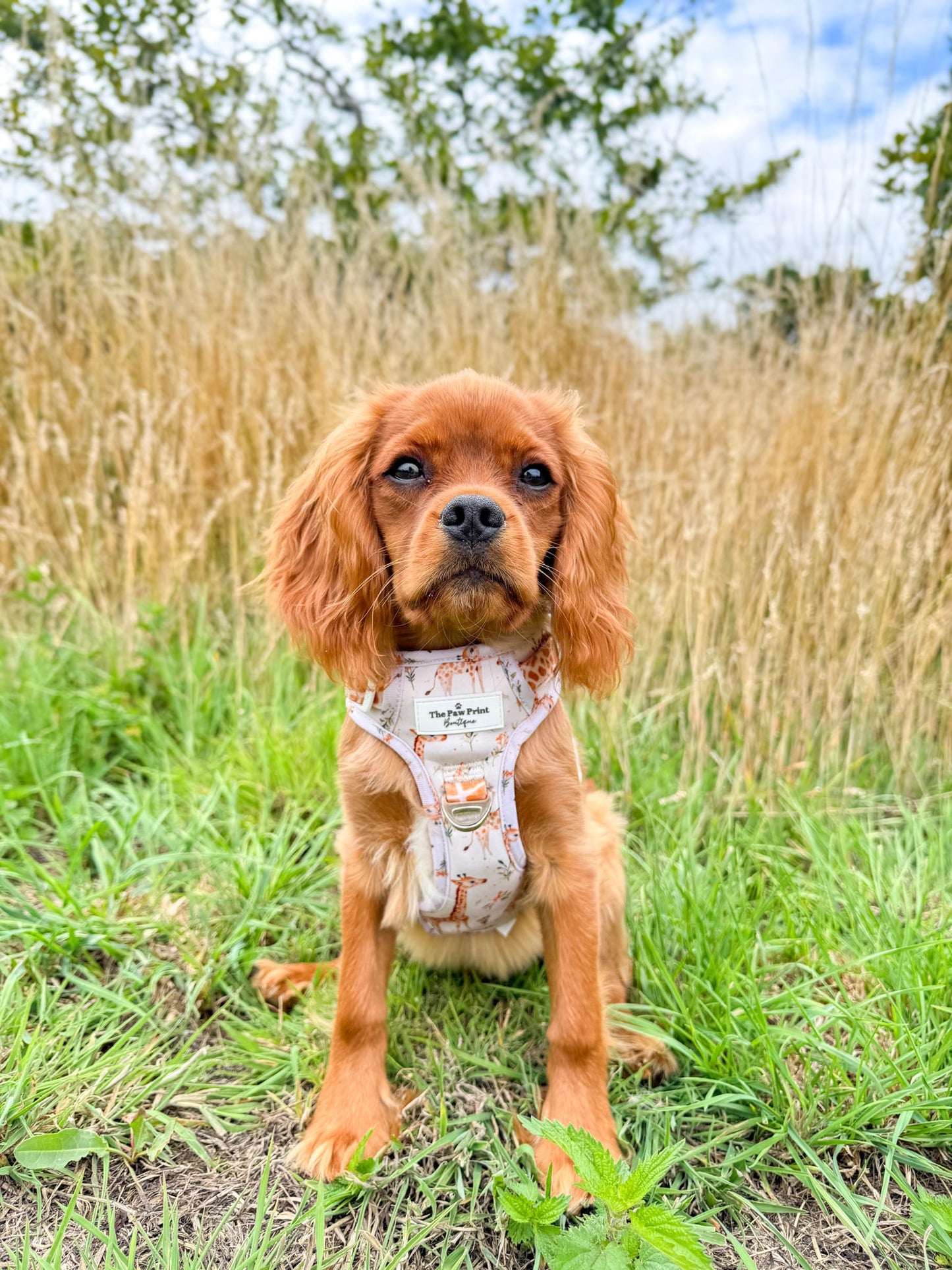 The Graceful Giraffe Adventure Paws Harness