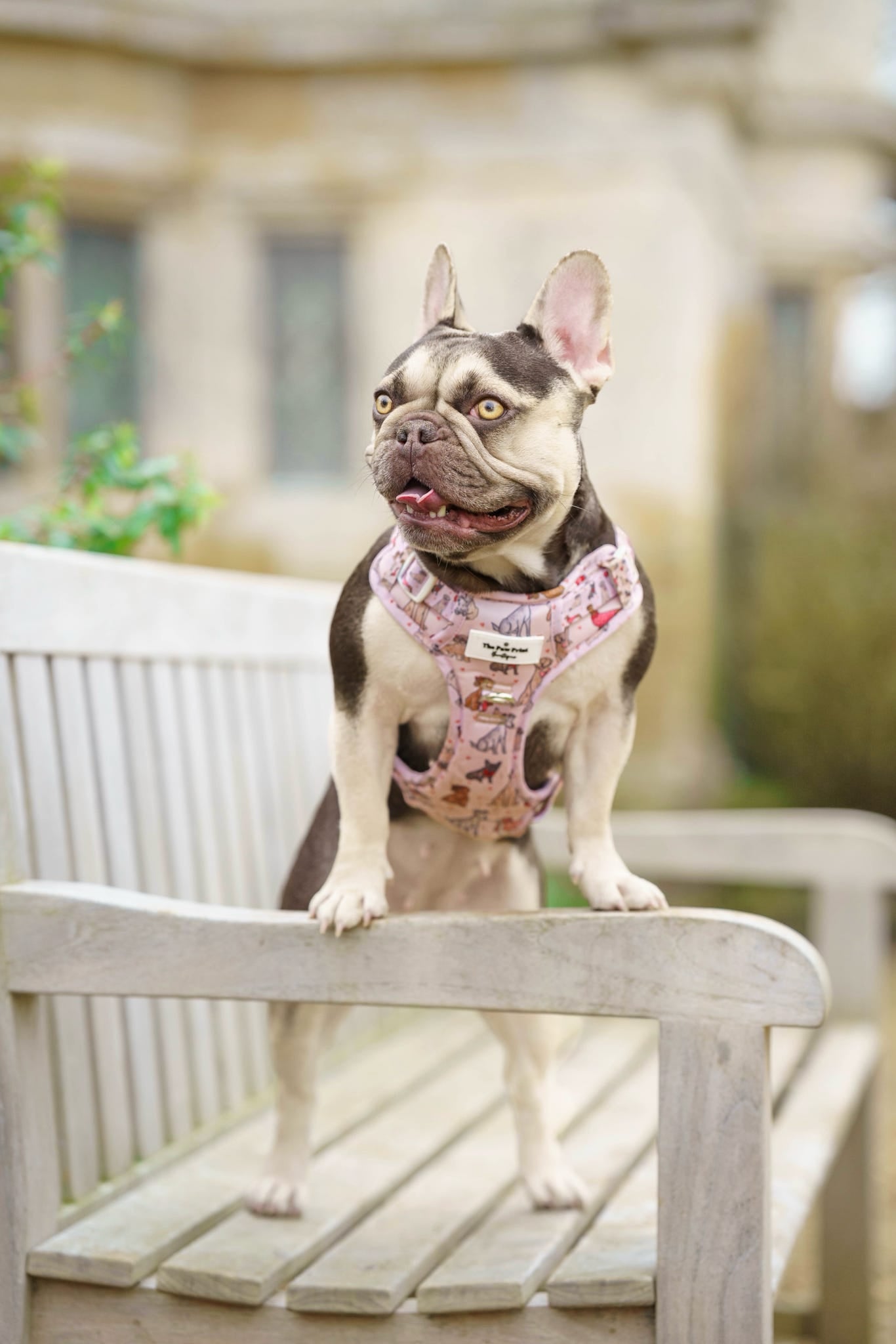 The Puppy Love Adventure Paws Harness