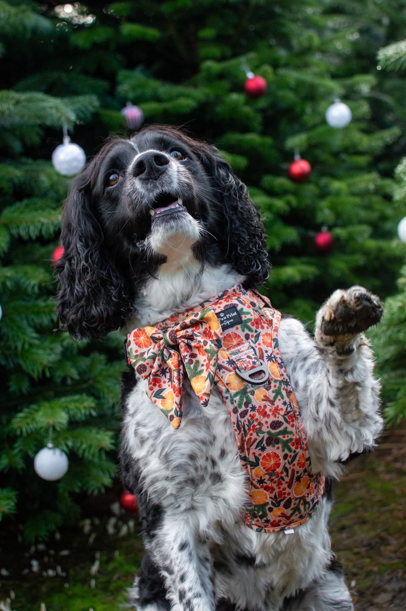 The Winter Scents Adventure Paws Harness