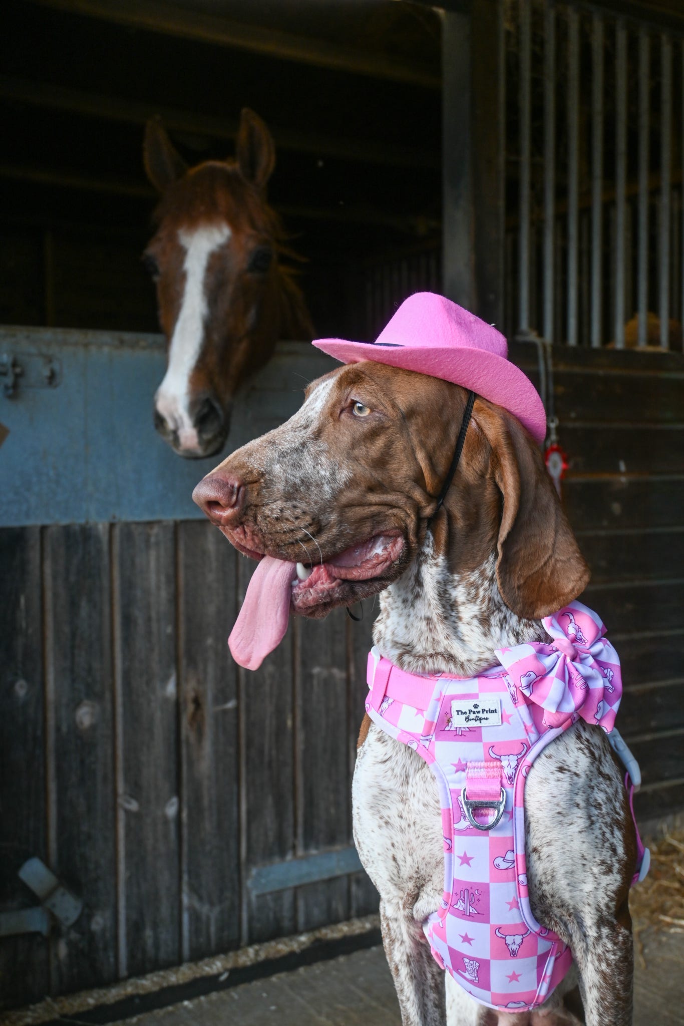 Cowgirl Cutie Adventure Paws Harness