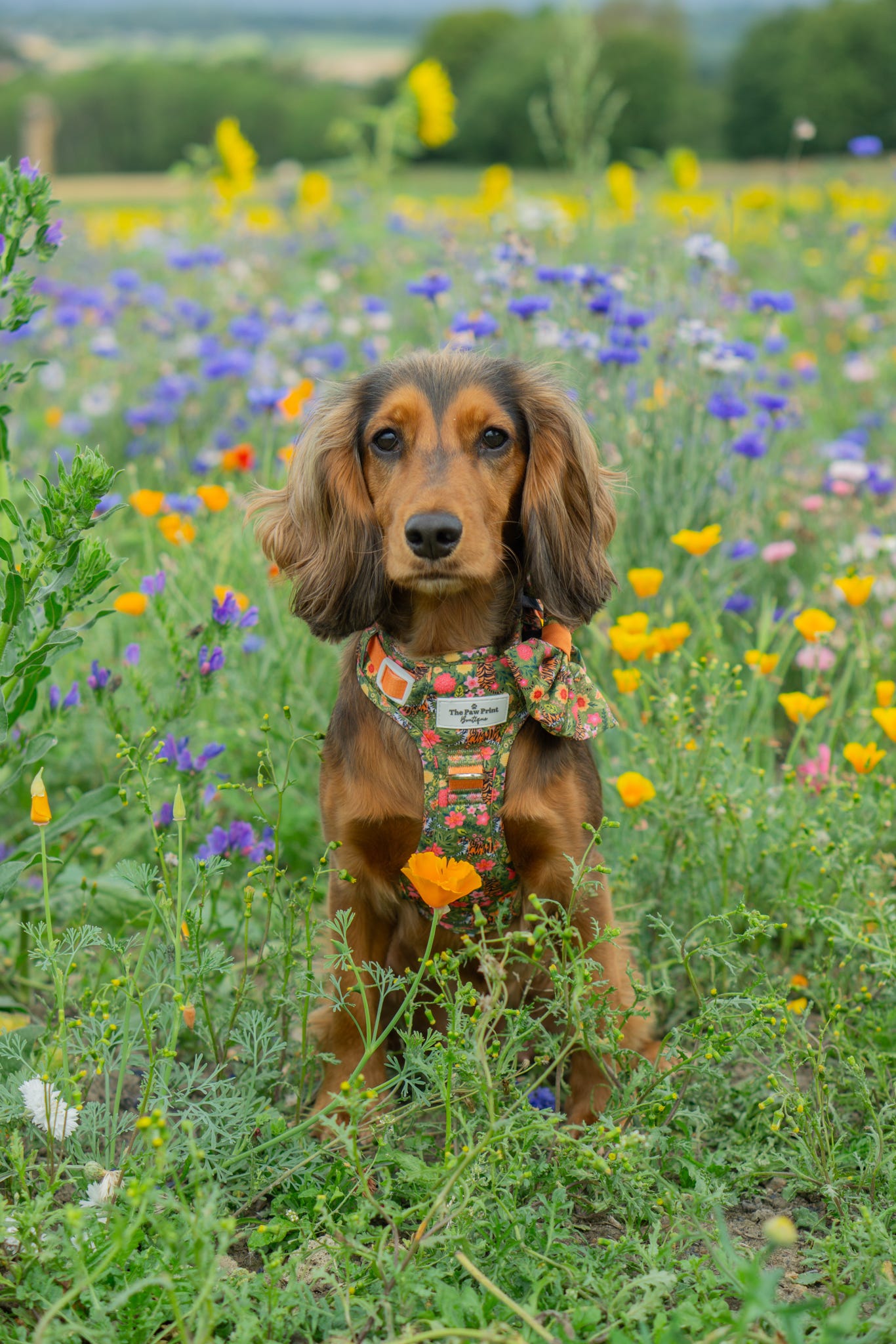 The Tiger who came to TPPB Adventure Paws Harness