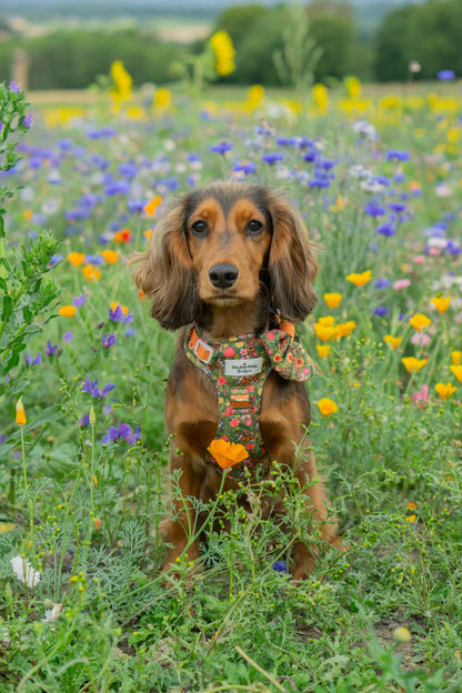 The Tiger who came to TPPB Adventure Paws Harness