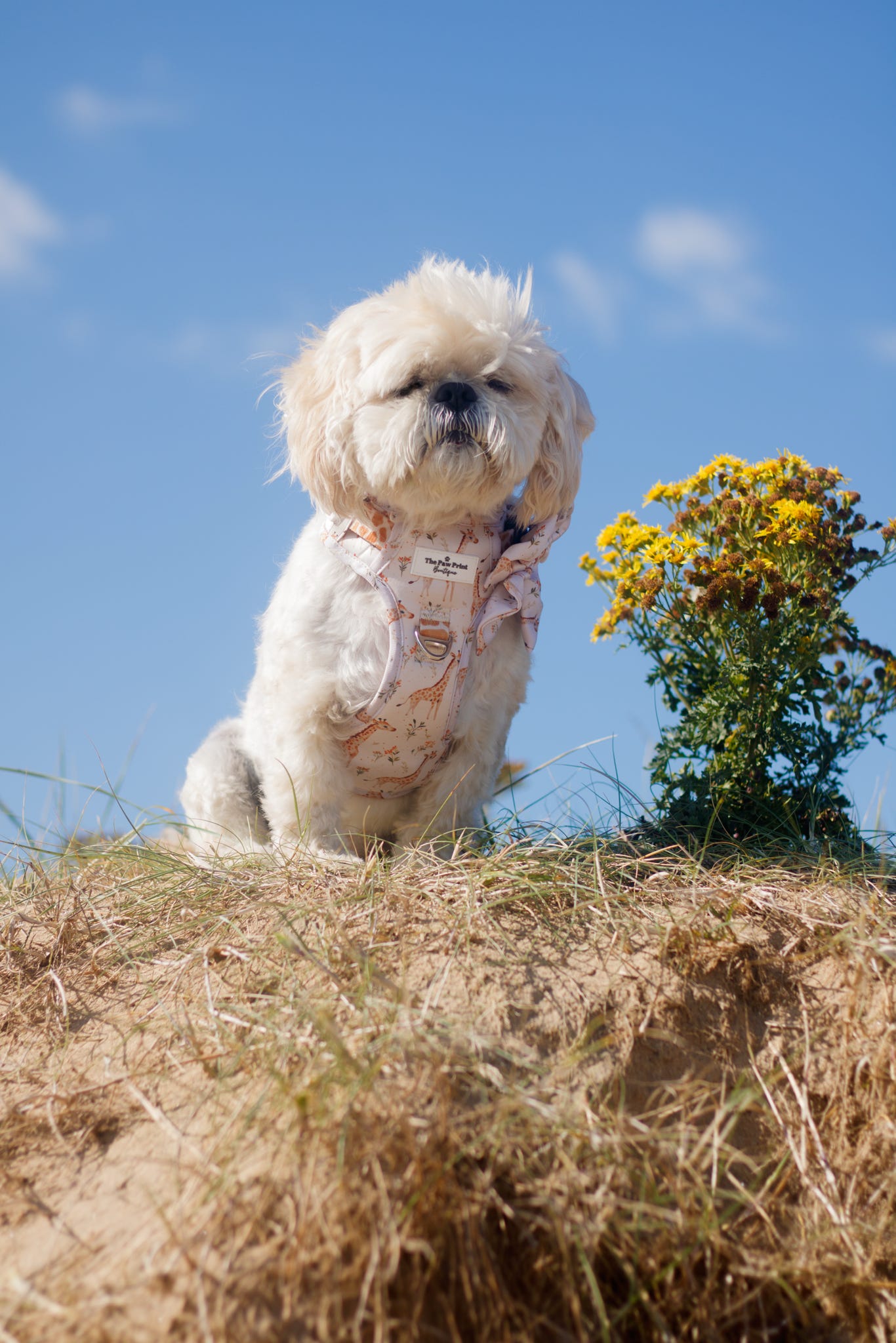 The Graceful Giraffe Adventure Paws Harness