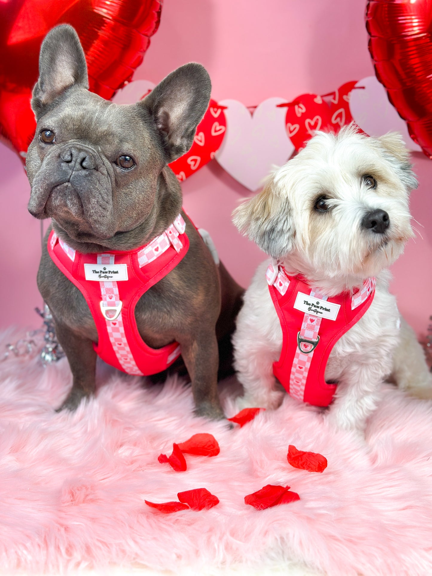 The Fur-ever Love Adventure Paws Harness