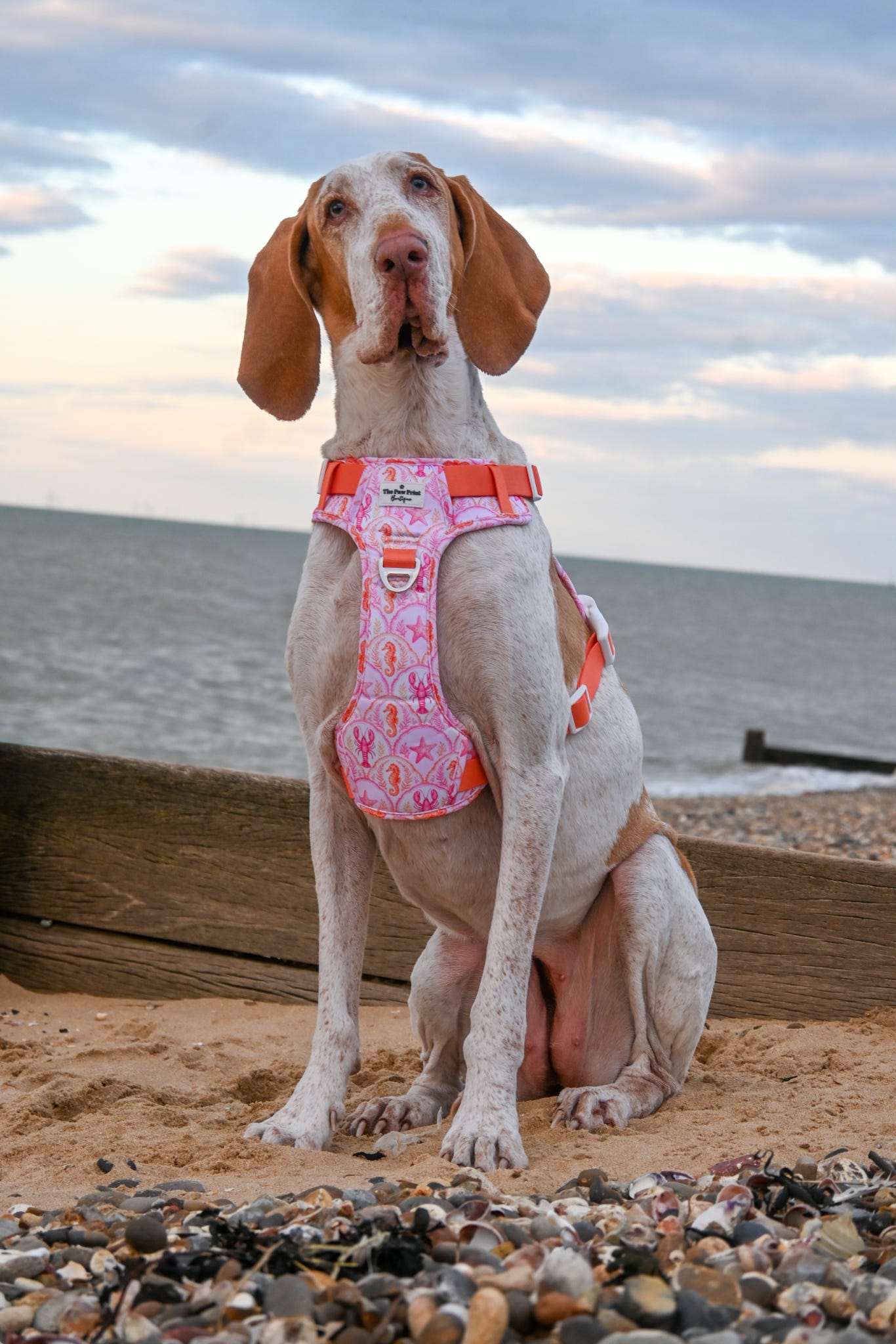 Under the Sea Paws Harness