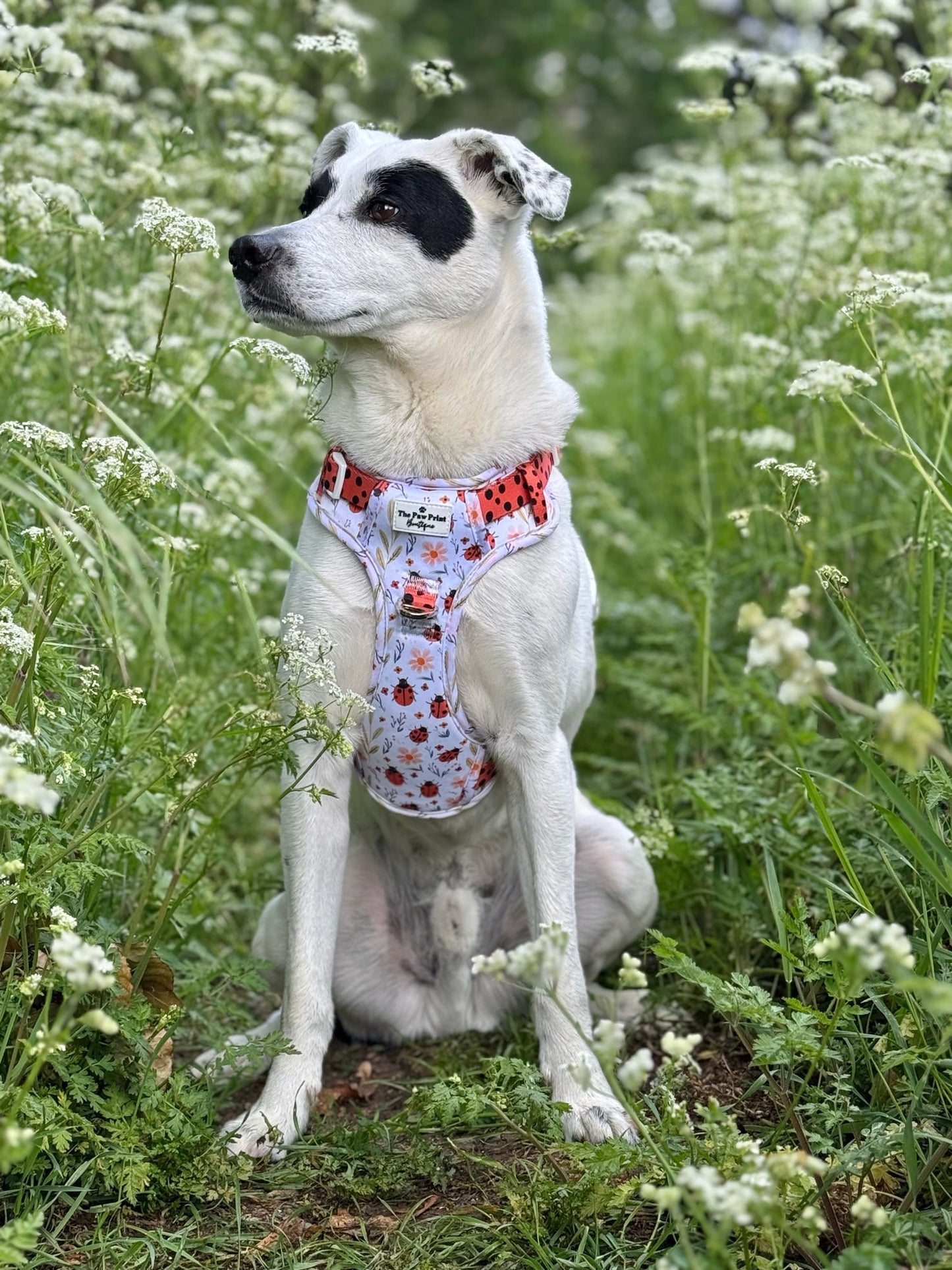 Ladybird Lane Adventure Paws Harness