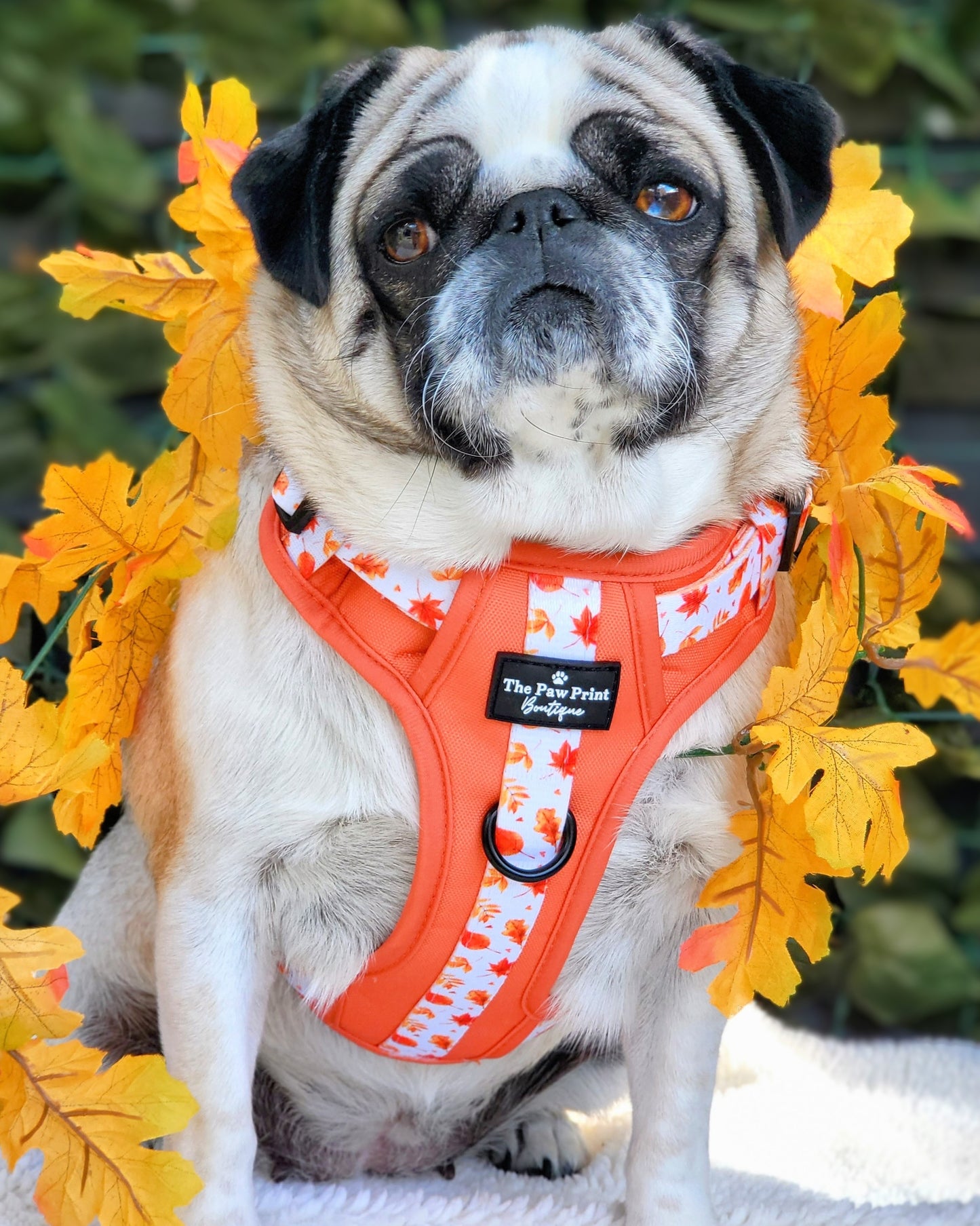 The UnbeLEAFable Adventure Paws Harness (Tough)