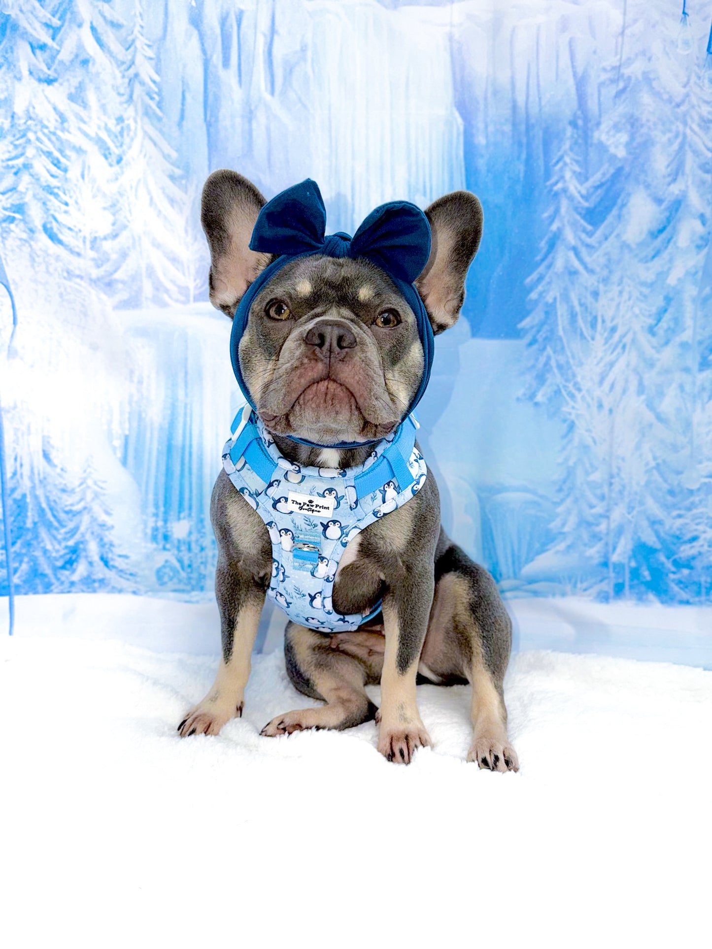 Percy Penguin Adventure Paws Harness