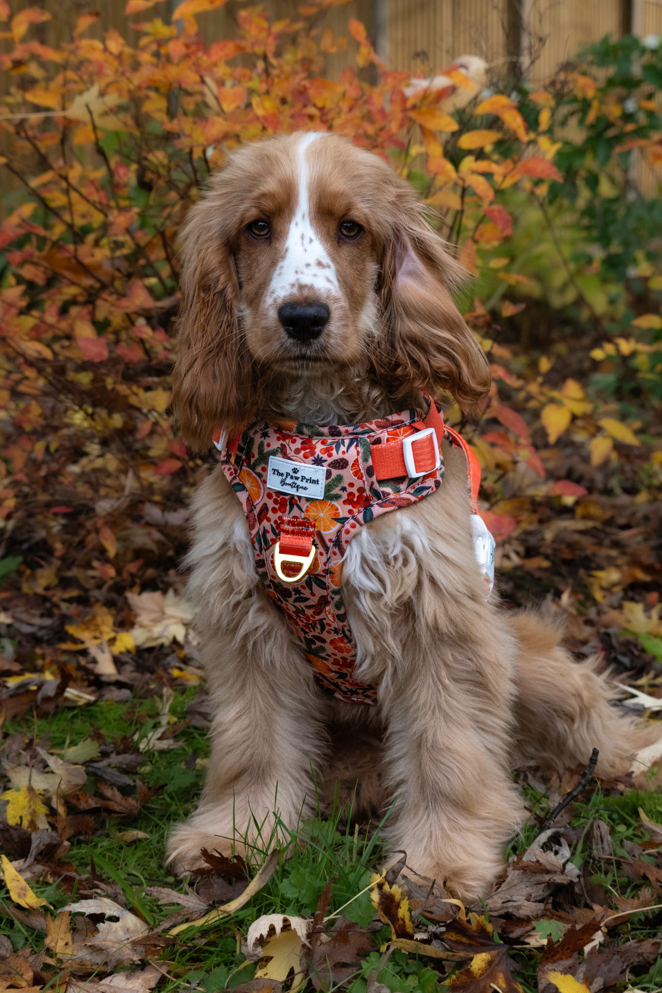Winter Scents Adventure Paws Harness