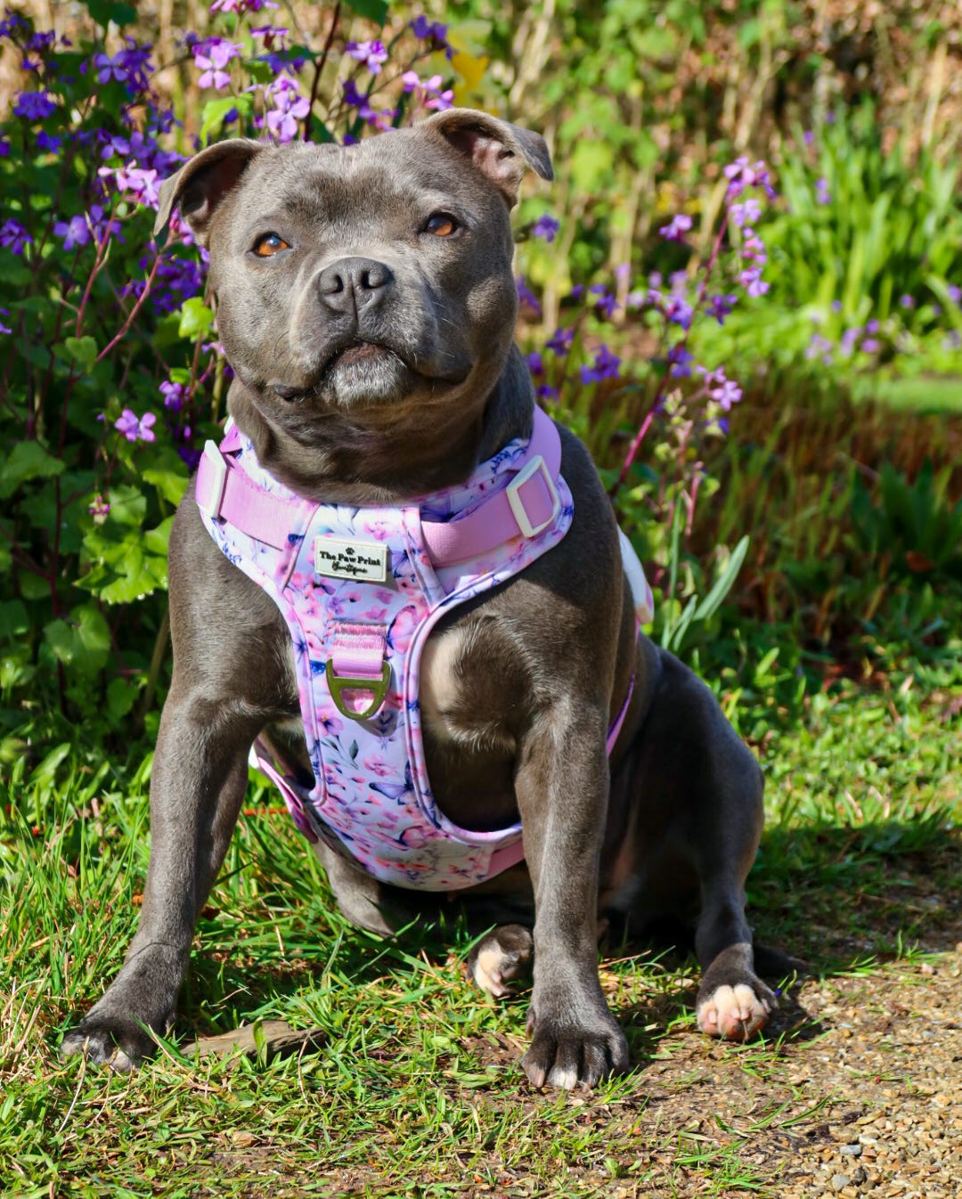 Butterfly Bliss Adventure Paws Harness