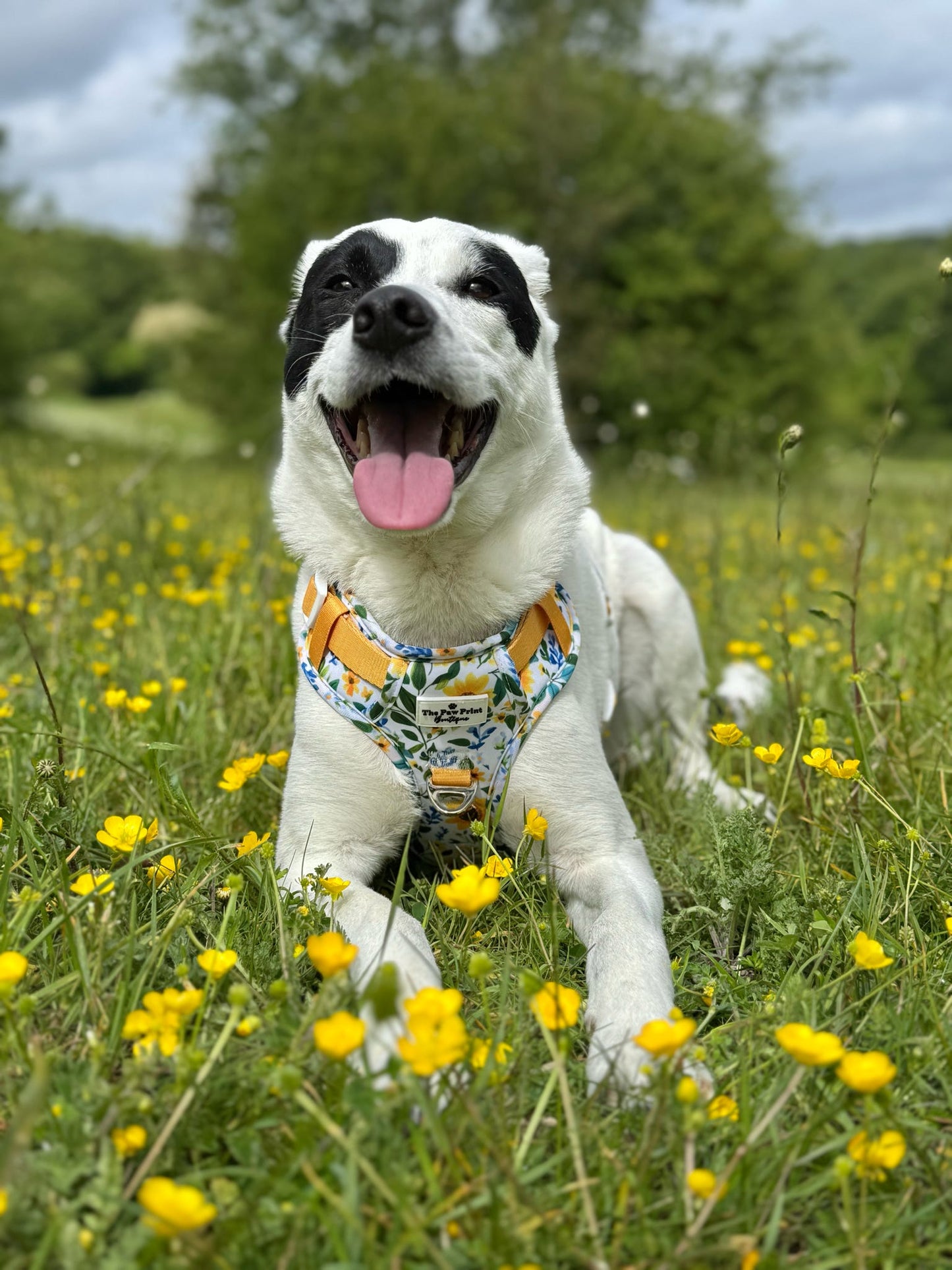 Sunny Sunflowers Adventure Paws Harness