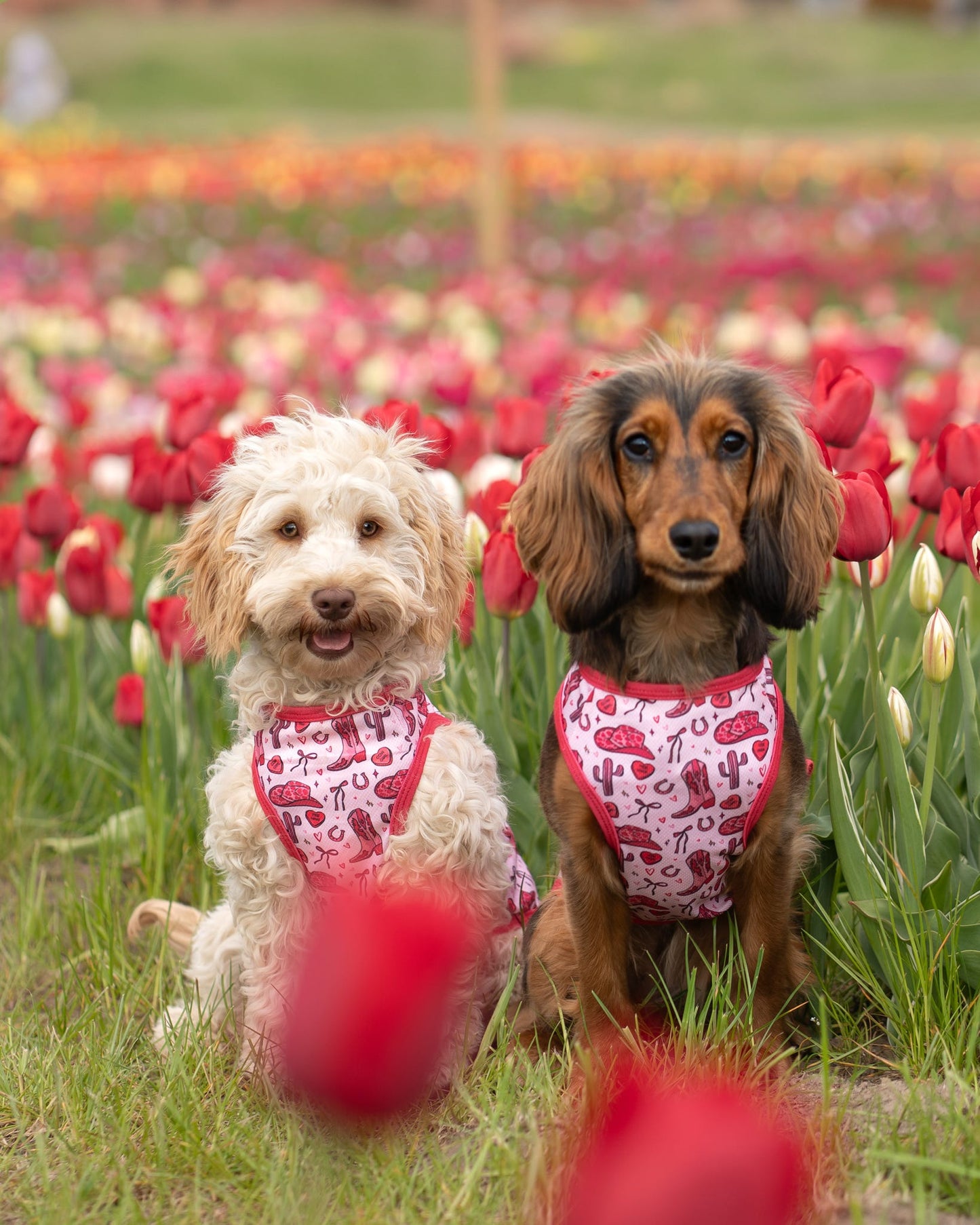 The Giddy up Pup Cooling Vest