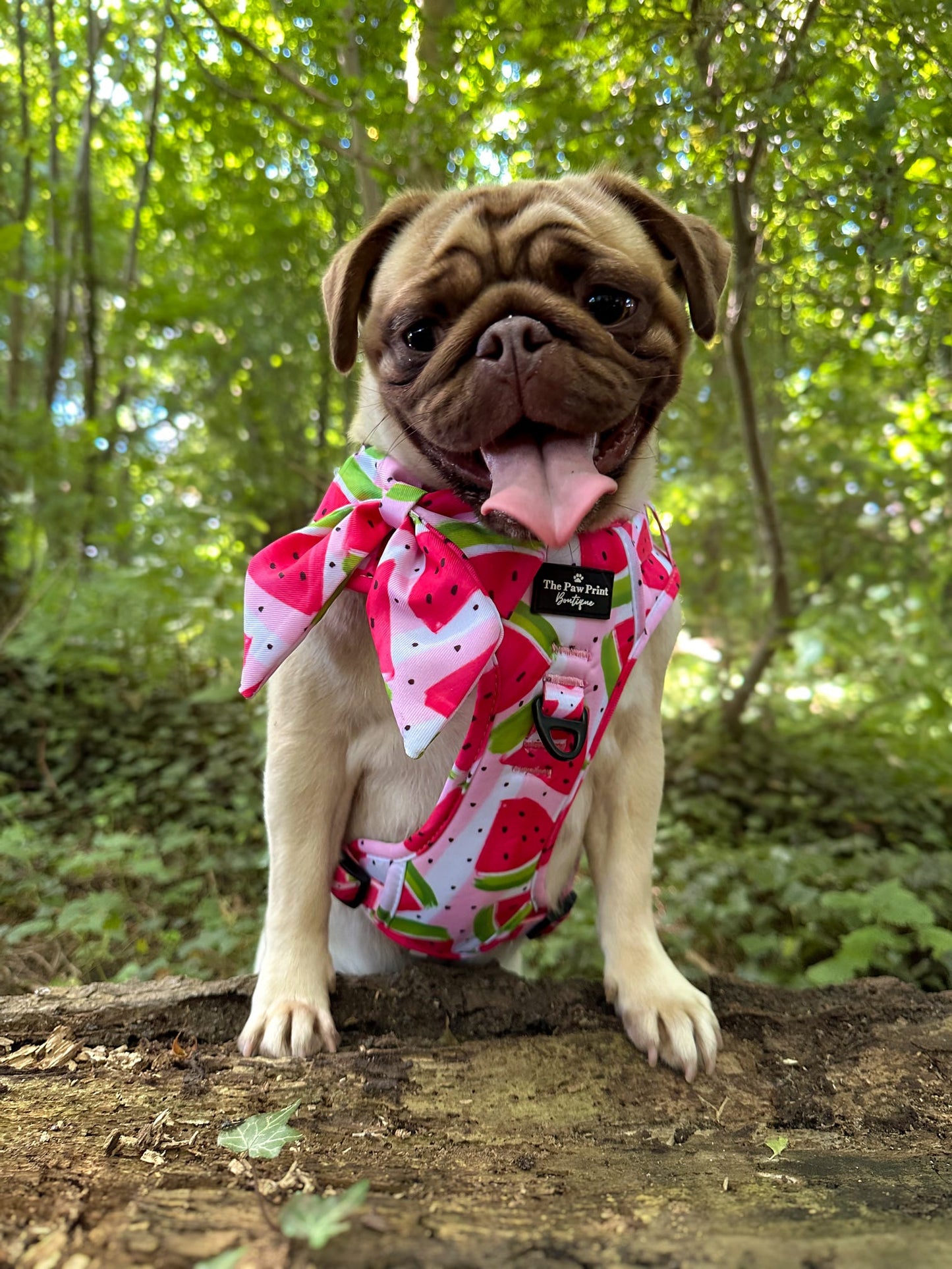 The Watermelon Sugar Adventure Paws Harness