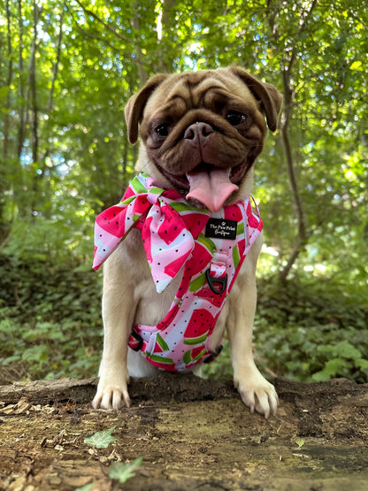 The Watermelon Sugar Adventure Paws Harness