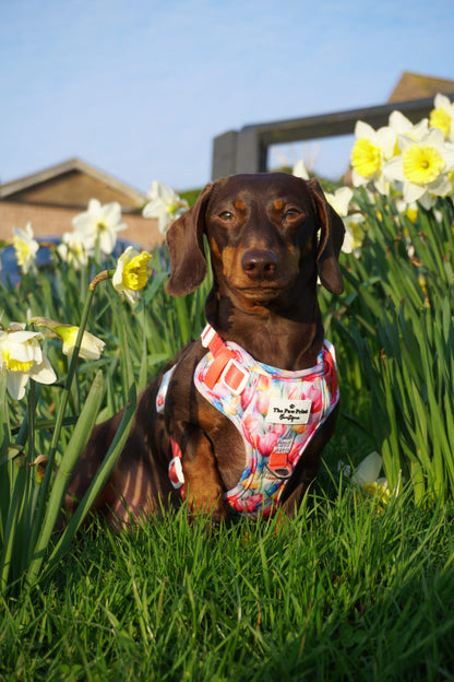 The Tulip Field Adventure Paws Harness