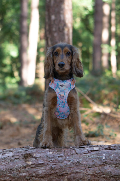 Pablos Pumpkins Adventure Paws Harness