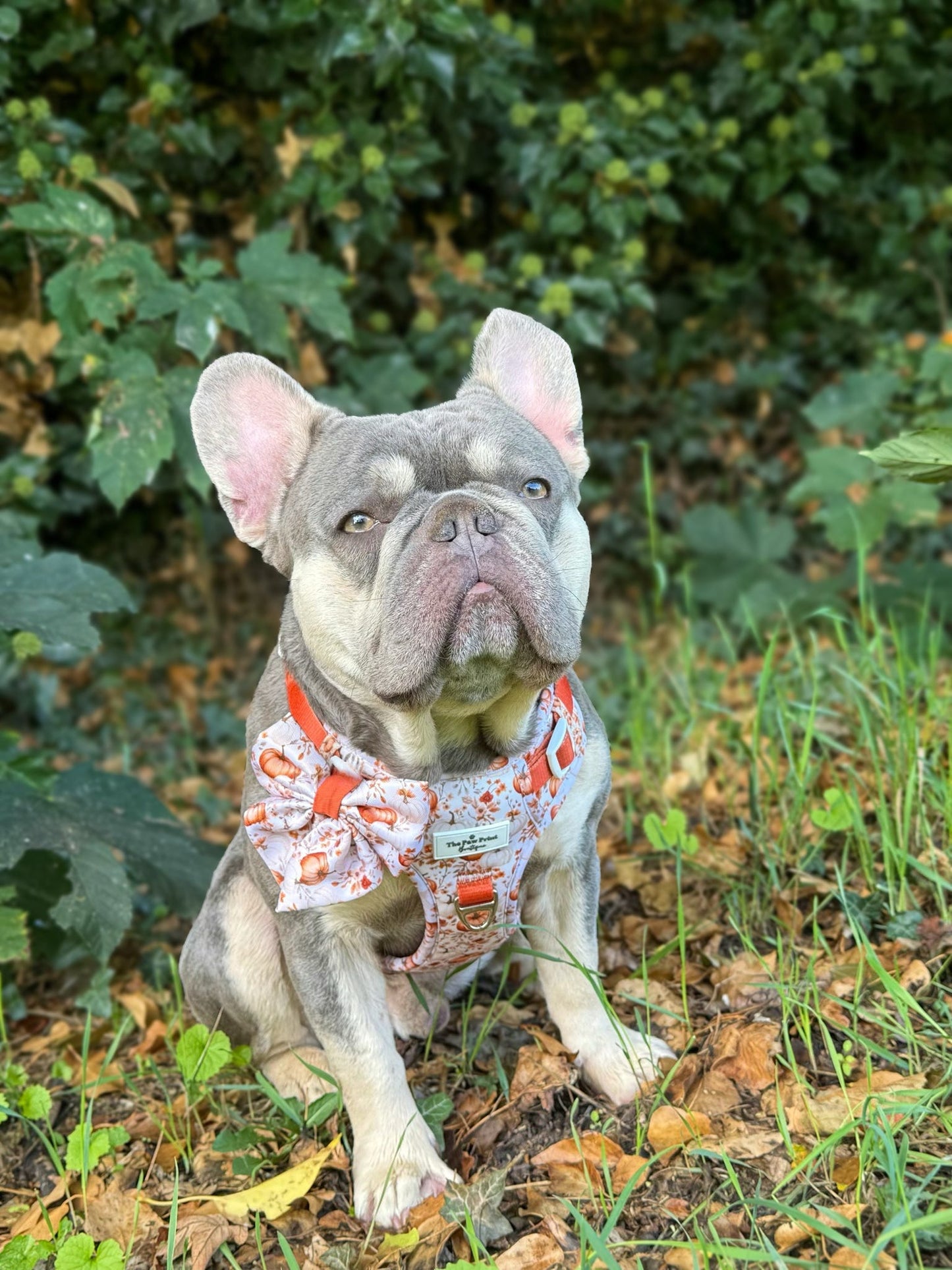 Pupkin Patch Adventure Paws Harness
