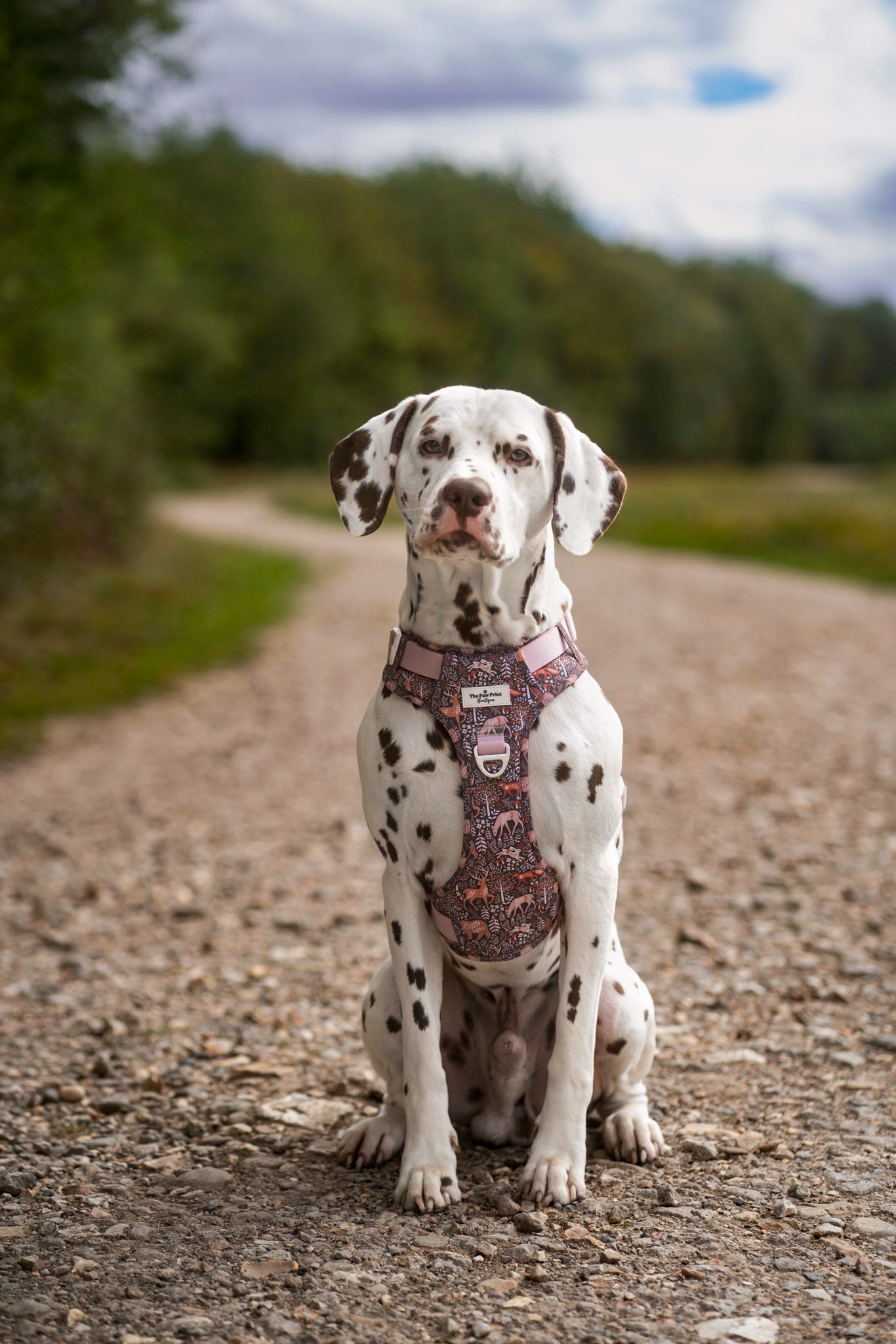 Woodland Wilderness Adventure Paws Harness