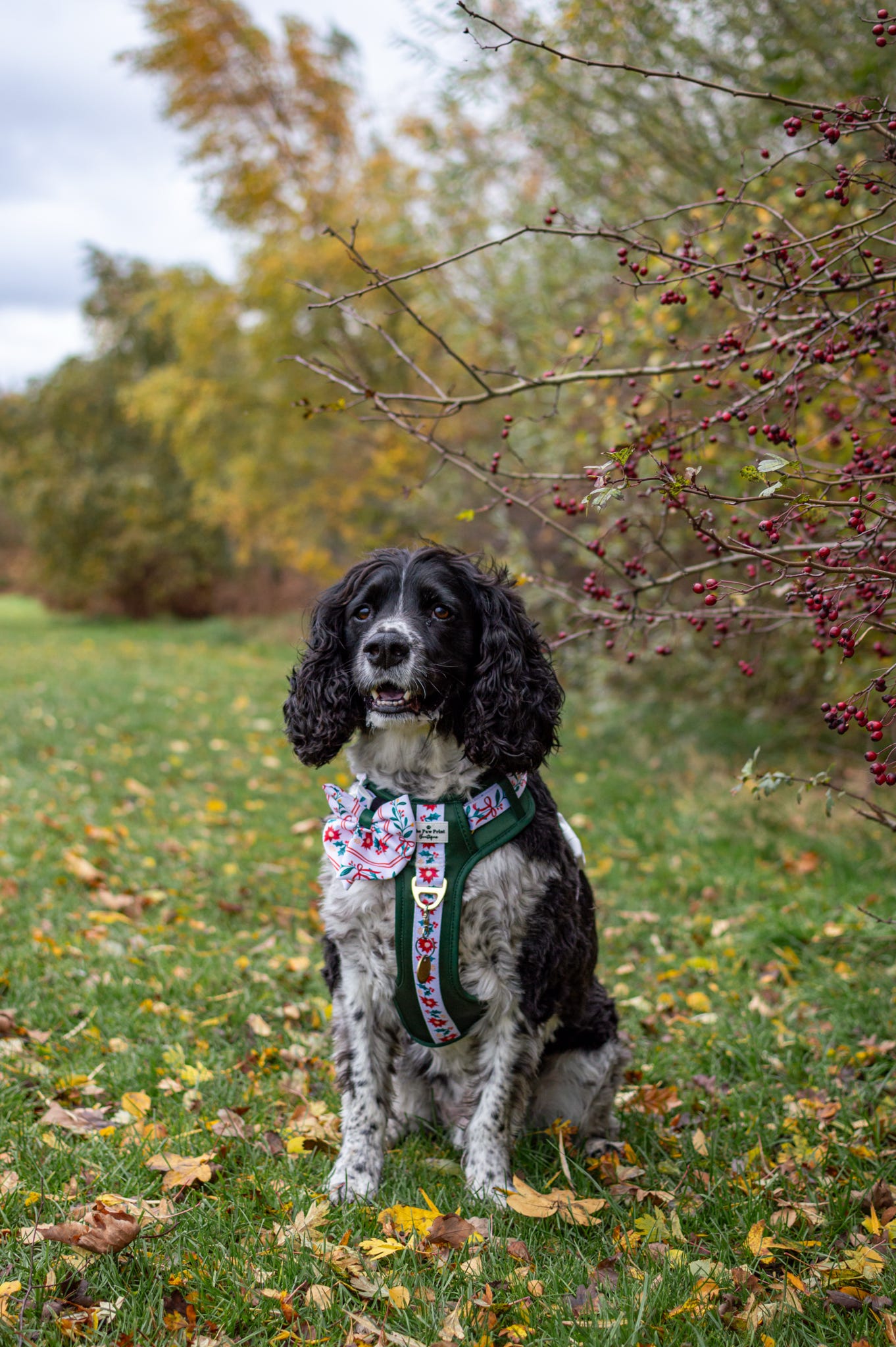 Festive Traditions Adventure Paws Harness