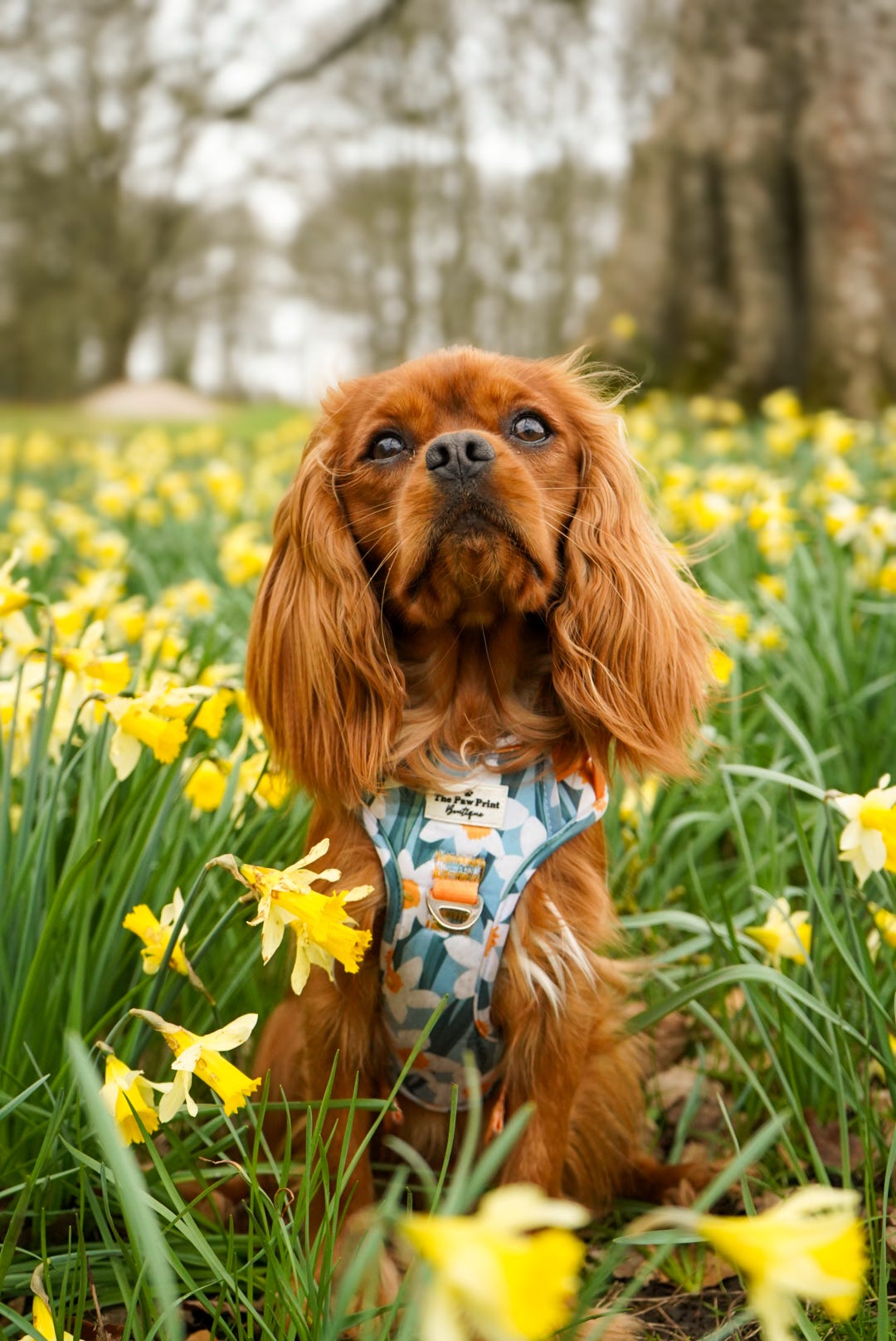Daffodil Daze Adventure Paws Harness