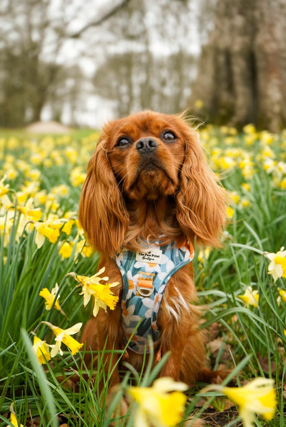 Daffodil Daze Adventure Paws Harness