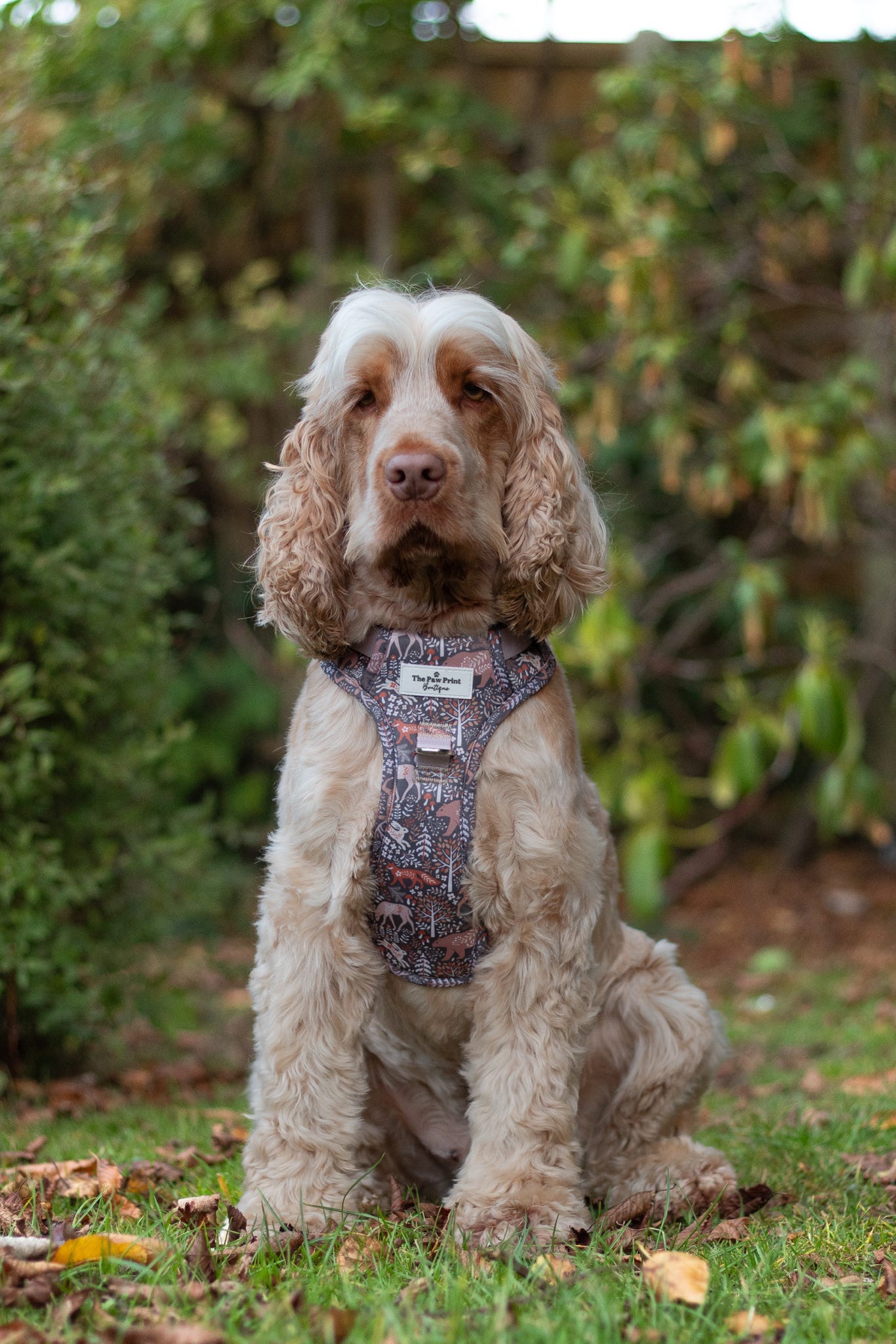 Woodland Wilderness Adventure Paws Harness