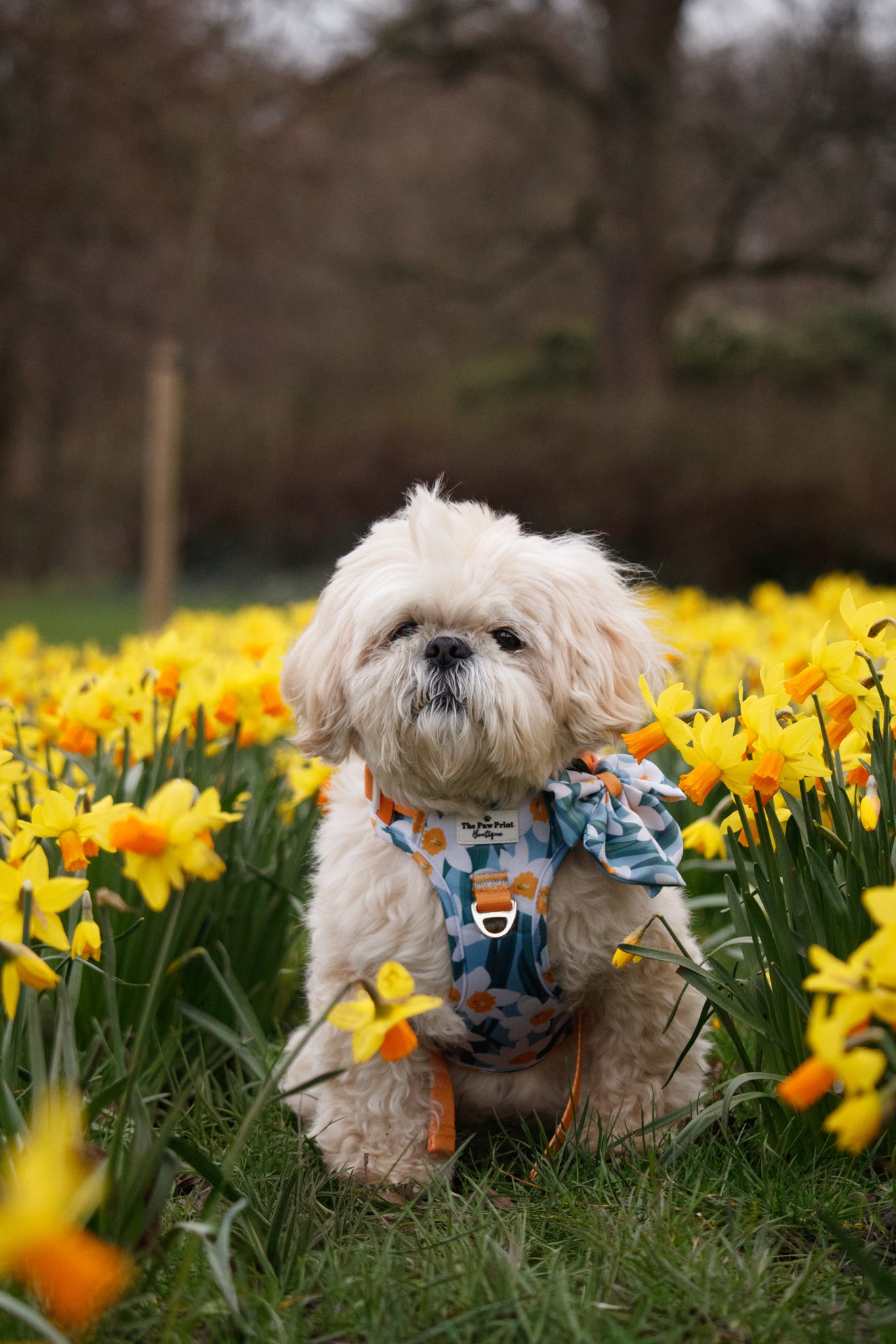 Daffodil Daze Bow Tie