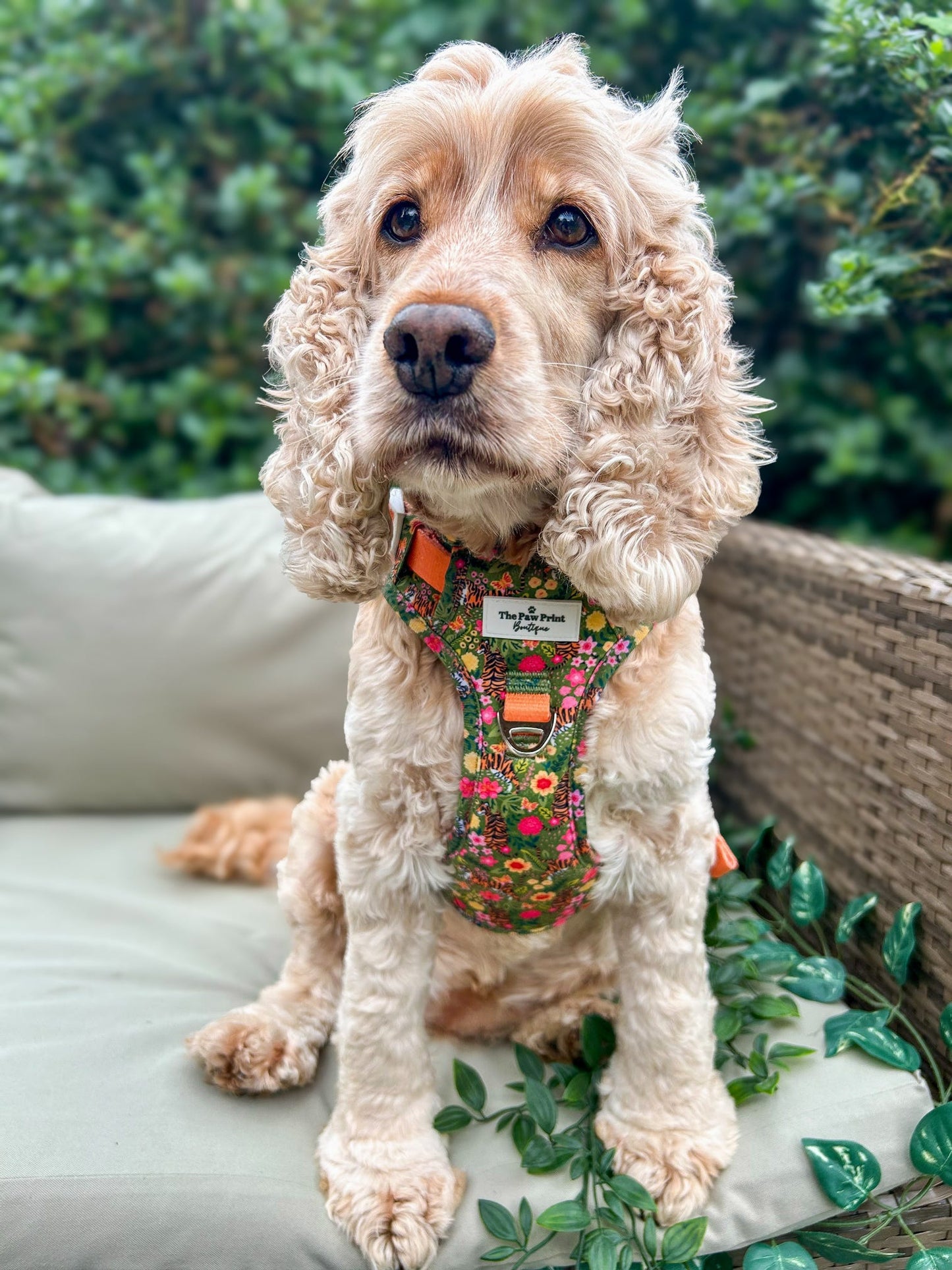 The Tiger who came to TPPB Adventure Paws Harness