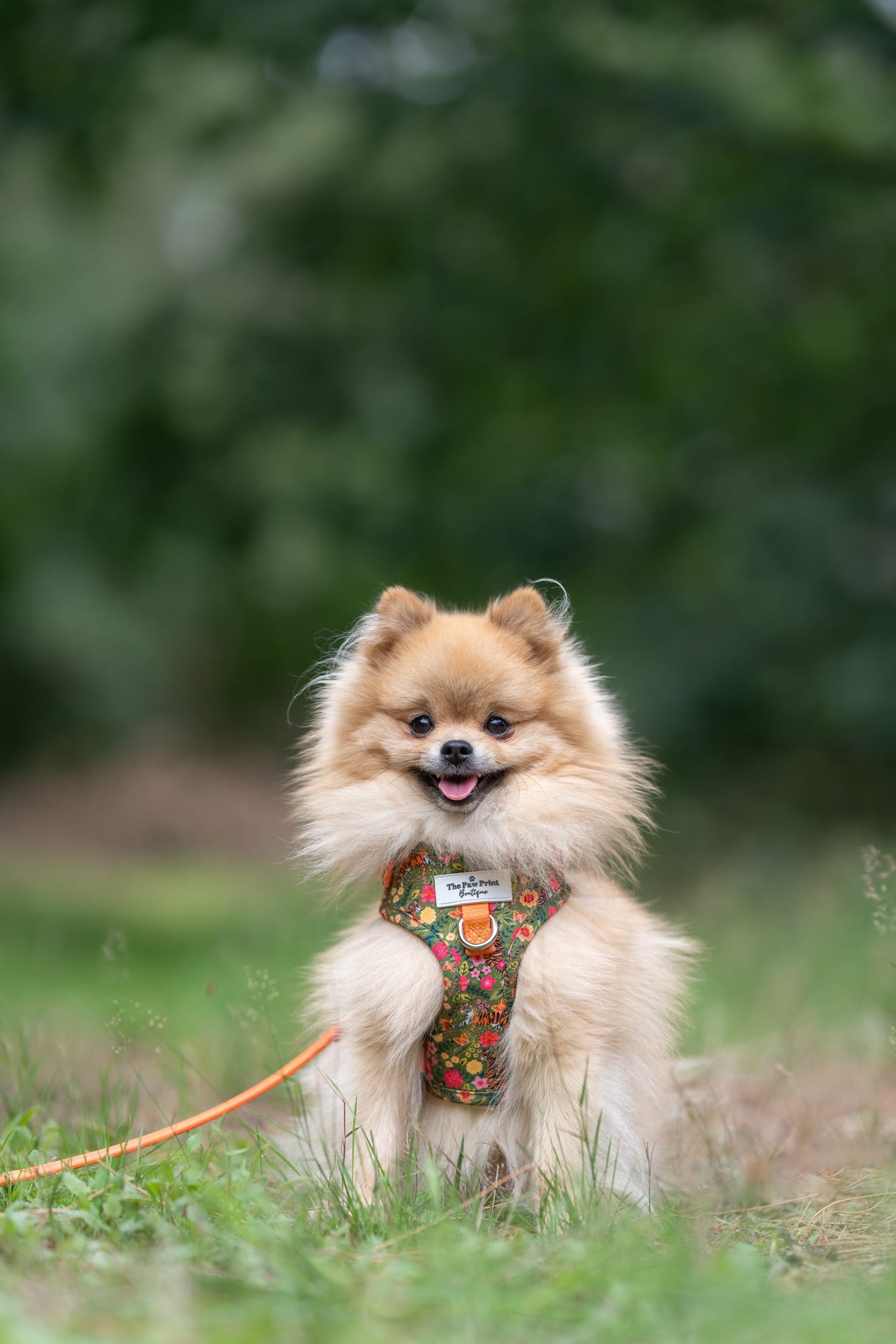 The Tiger who came to TPPB Adjustable Harness