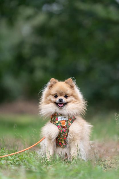 The Tiger who came to TPPB Adjustable Harness