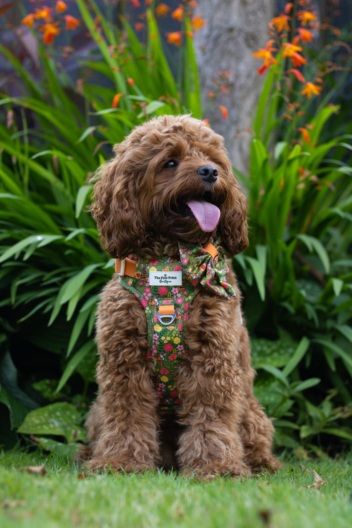 The Tiger who came to TPPB Adventure Paws Harness