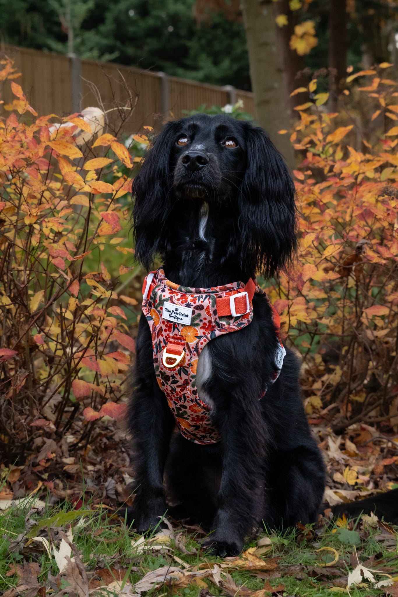 Winter Scents Adventure Paws Harness