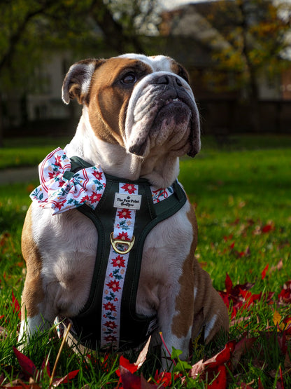 Festive Traditions Adventure Paws Harness