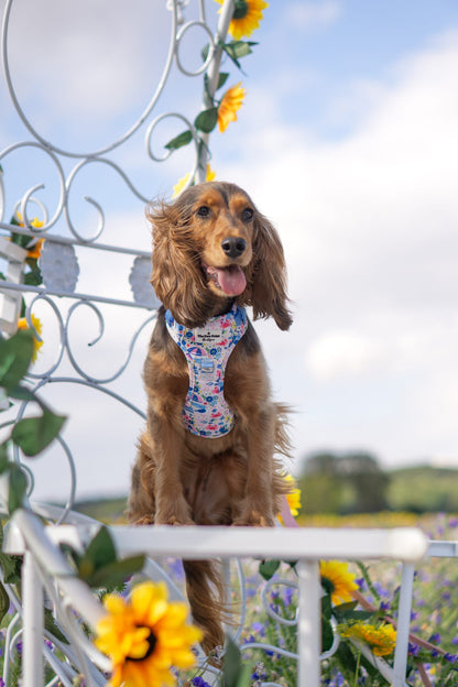 Santorini Seagulls Adventure Paws Harness
