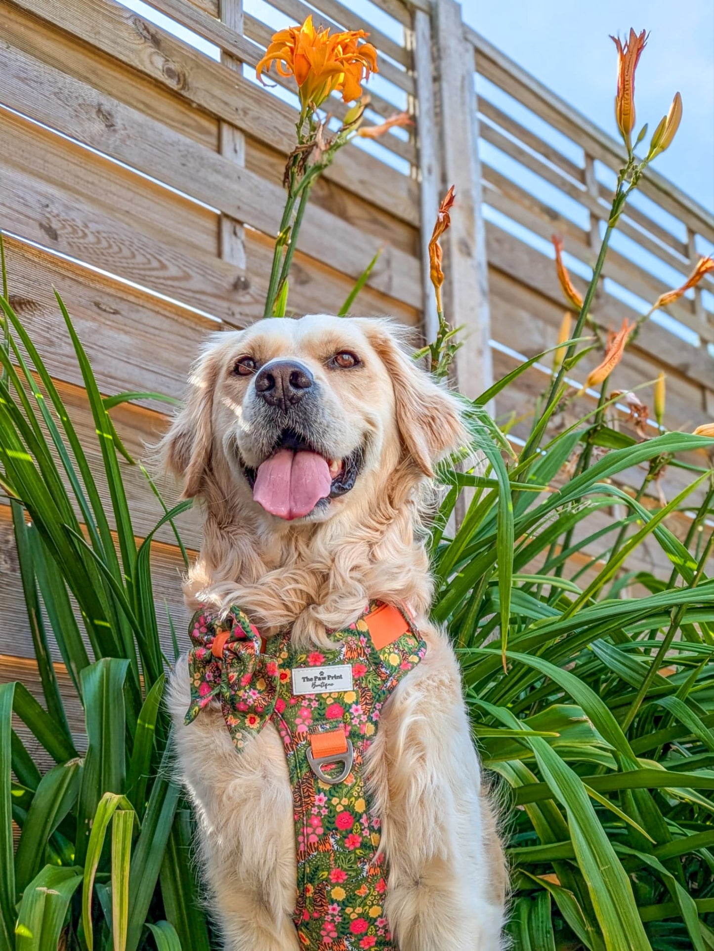 The Tiger who came to TPPB Adventure Paws Harness