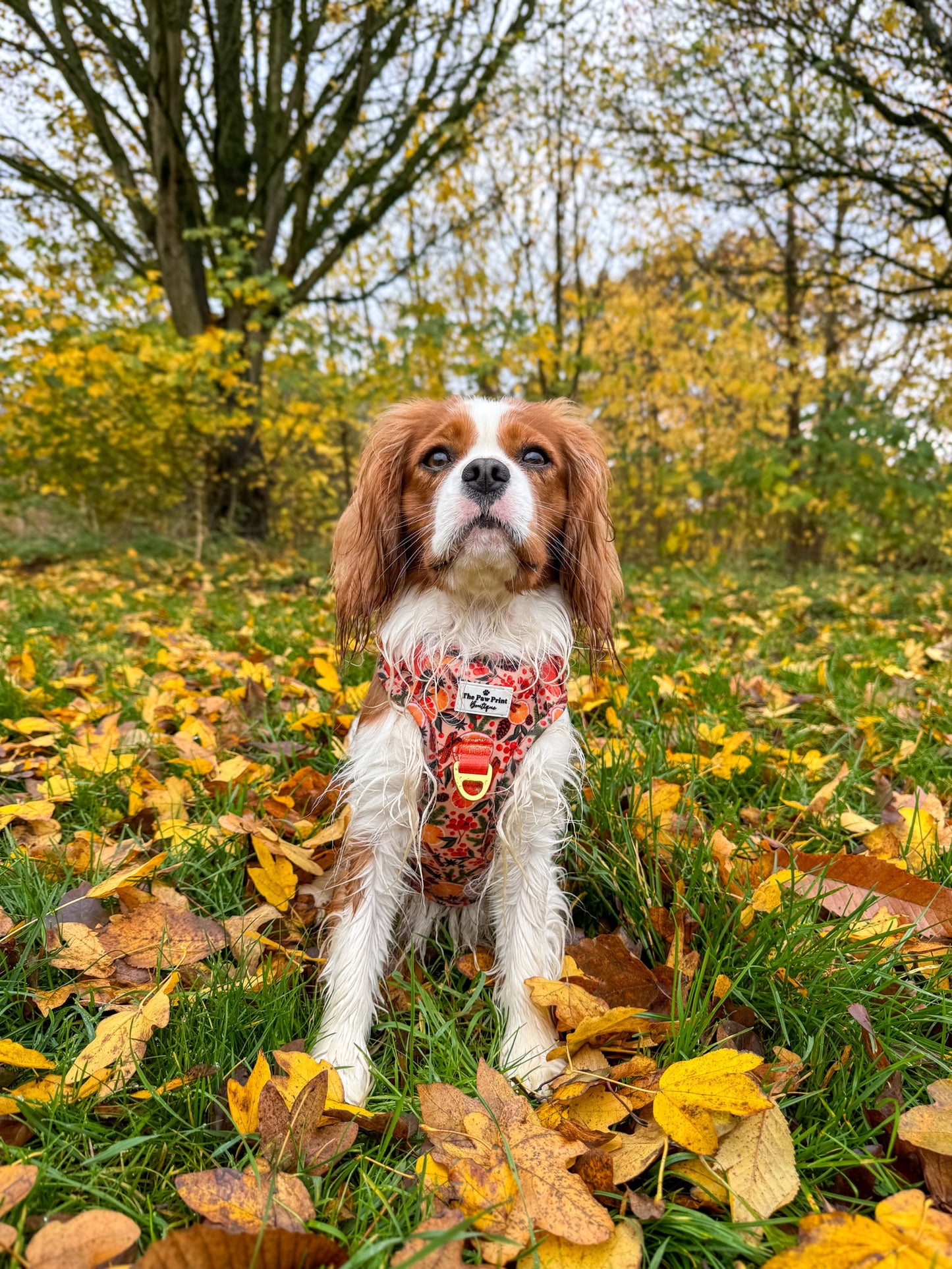 Winter Scents Adventure Paws Harness
