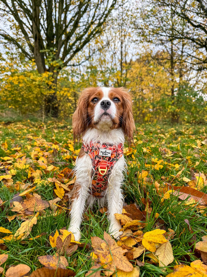 Winter Scents Adventure Paws Harness