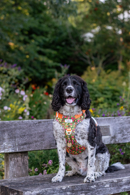 The Tiger who came to TPPB Adventure Paws Harness
