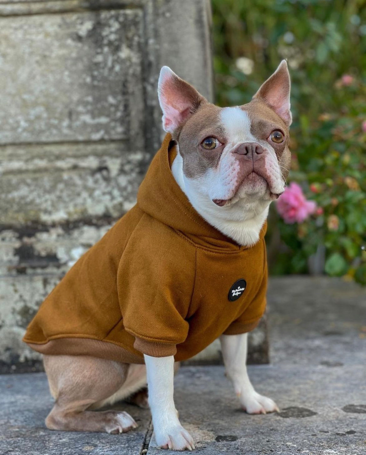 Dog Hoodie - Brown