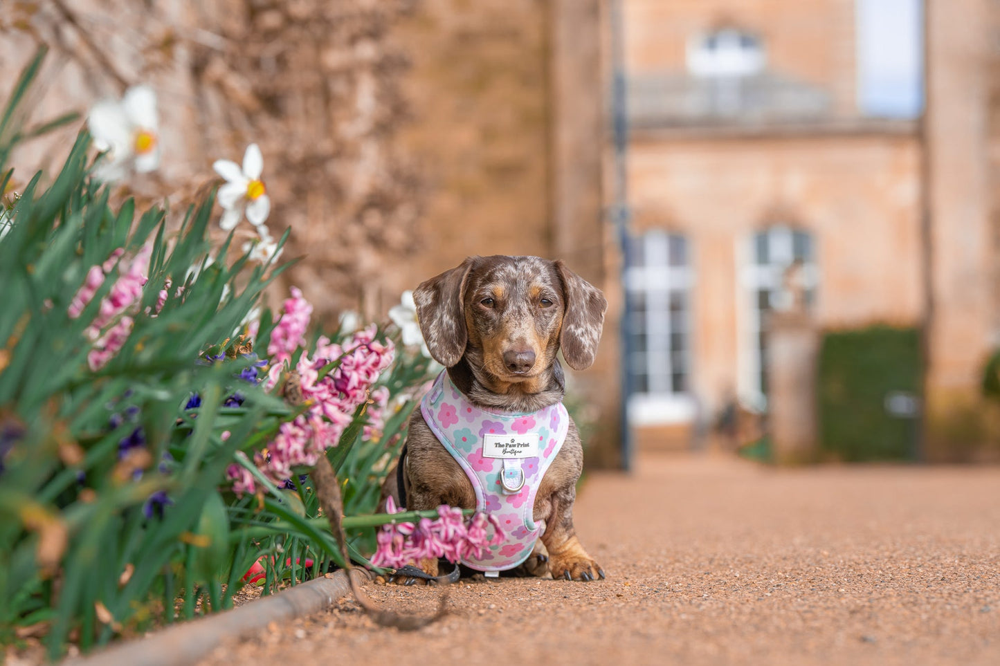 The Flower Power Adjustable Harness