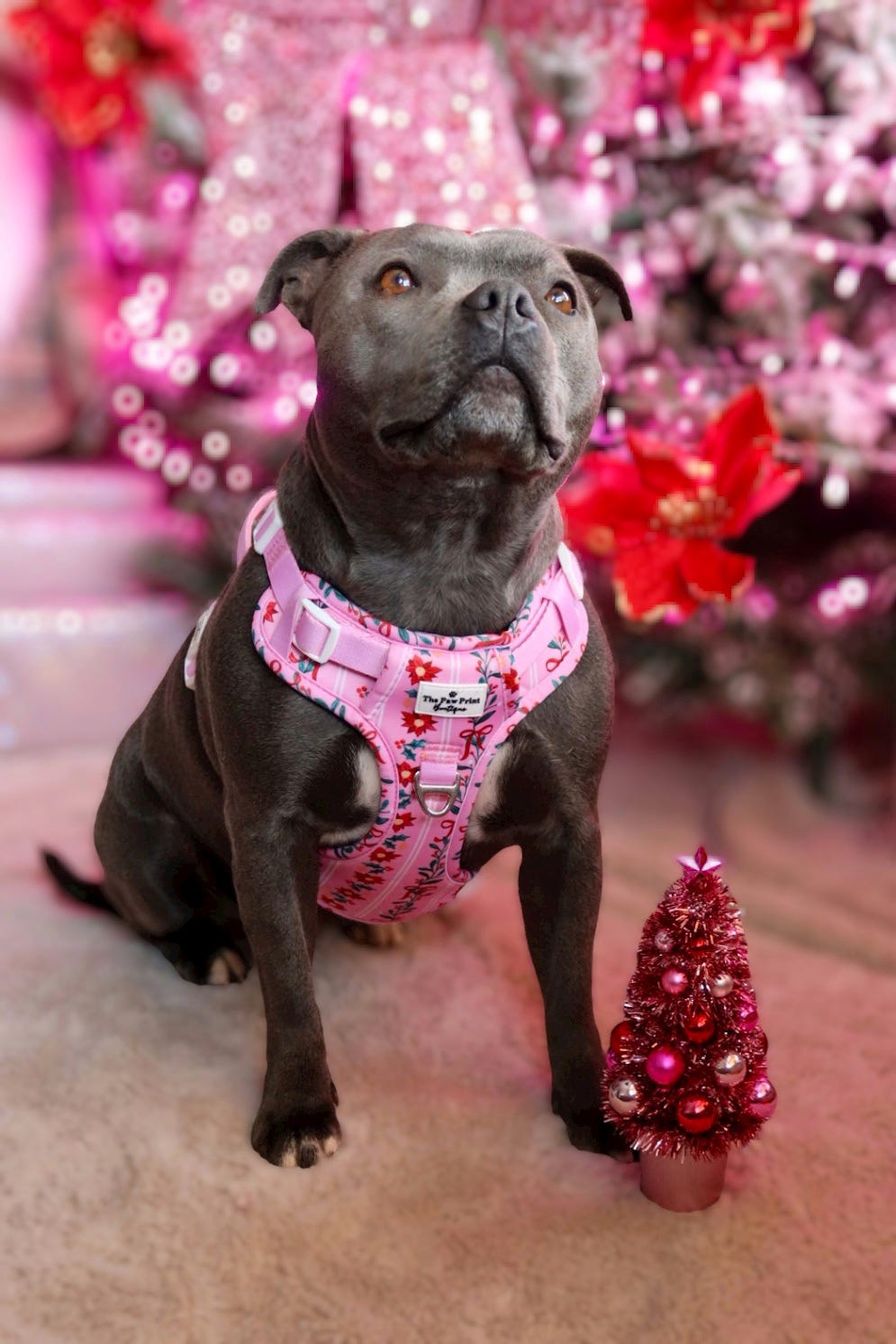 Merry Pinkmas Adventure Paws Harness