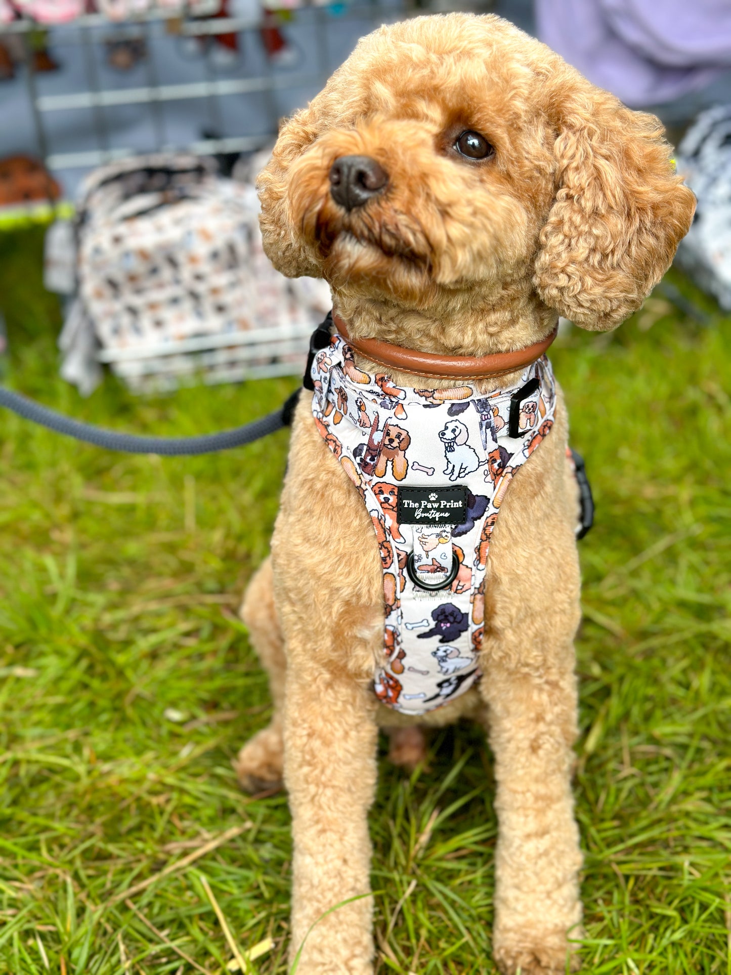 The Poodle/Doodle Adventure Paws Harness