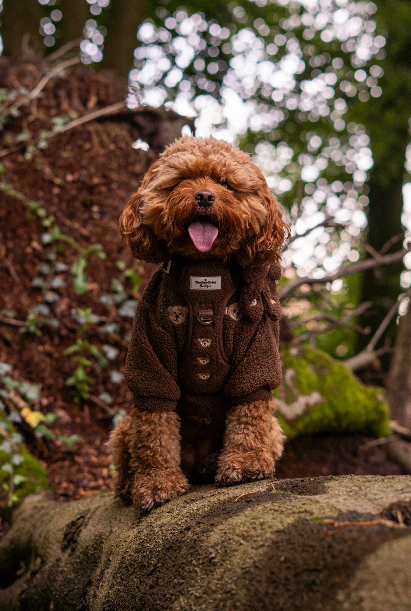 The Embroidered Little Bear Cub Adventure Paws Harness